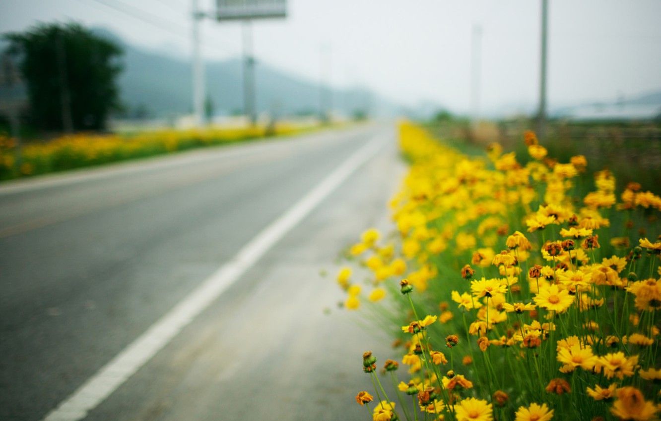 Wallpaper road, macro, roadside, yellow flowers image for desktop, section макро