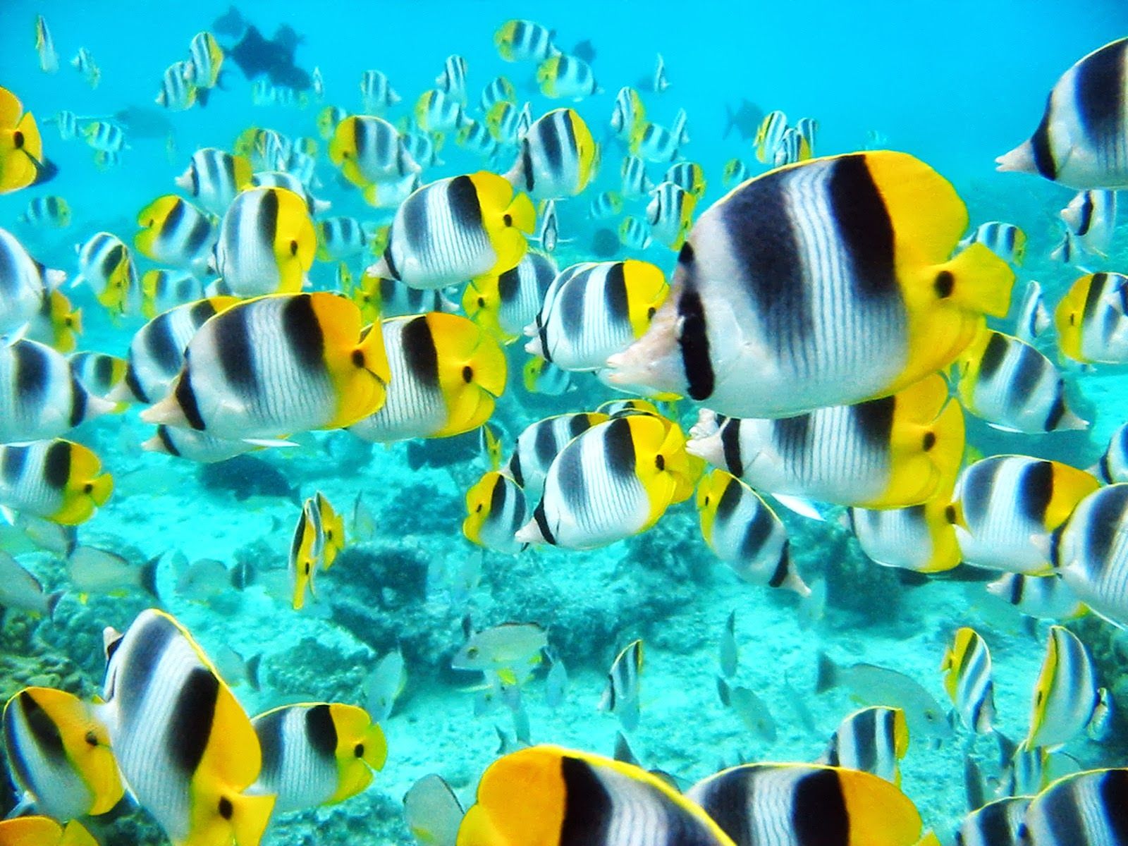 Terrr. paling: Tropical Fish Tahiti Ocean Life Photography Desktop Wallpaper