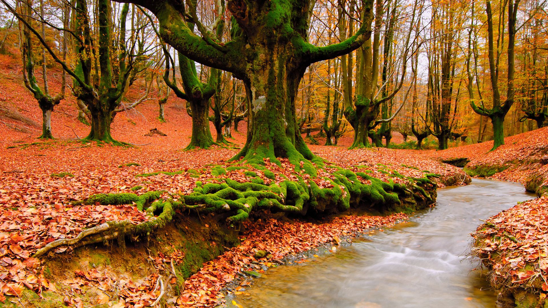 Photos for free autumn, forest, river the desktop