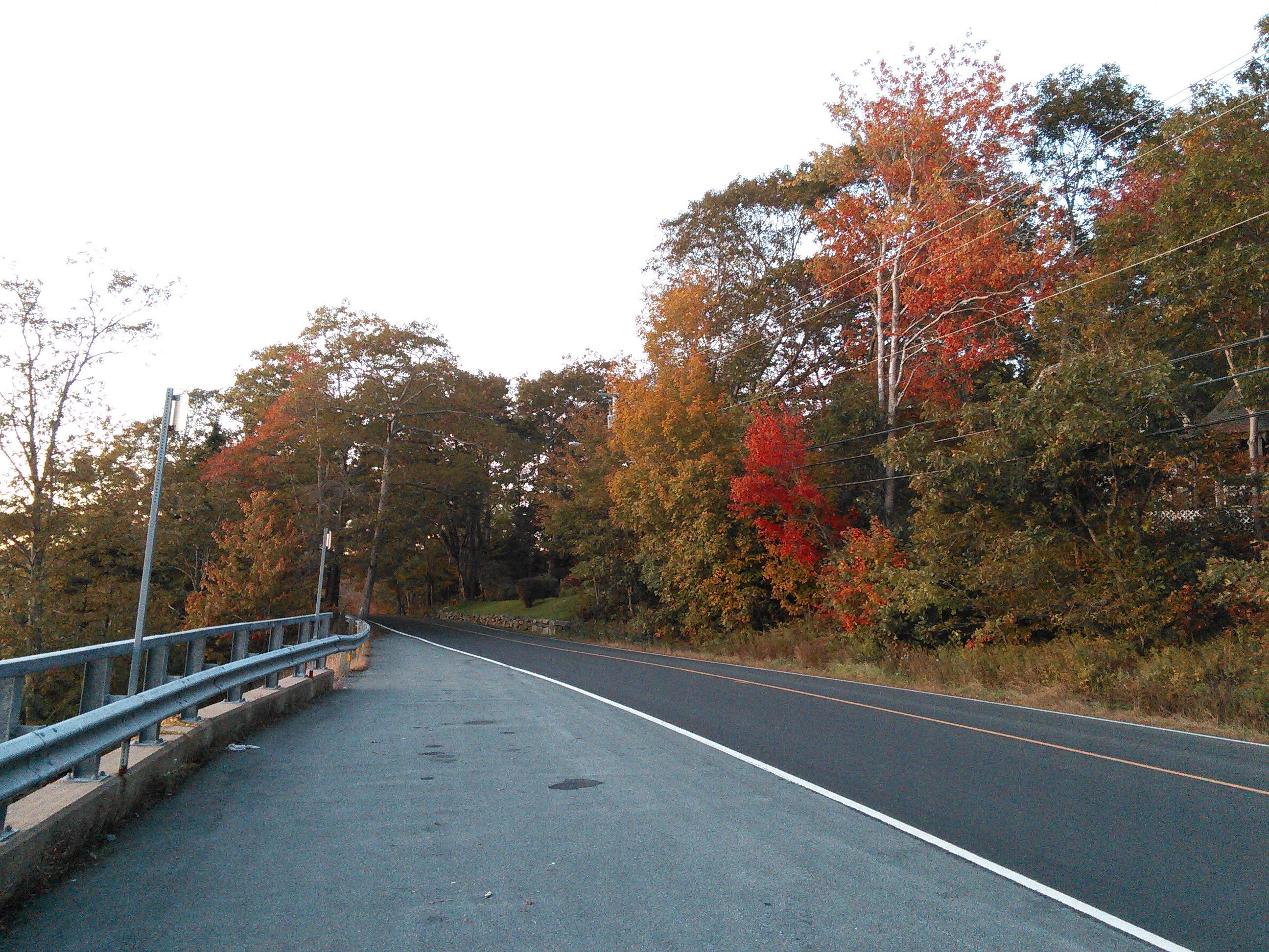 fall leaves on roadside trees