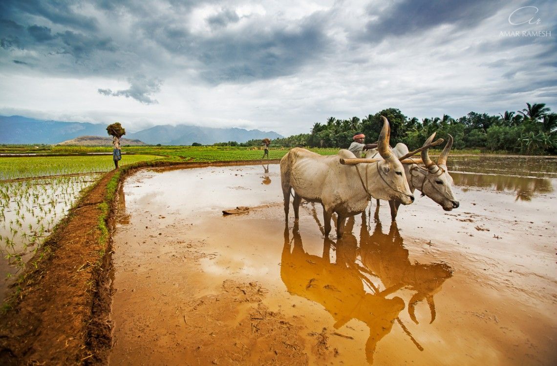 Indian Farmer Wallpapers - Wallpaper Cave