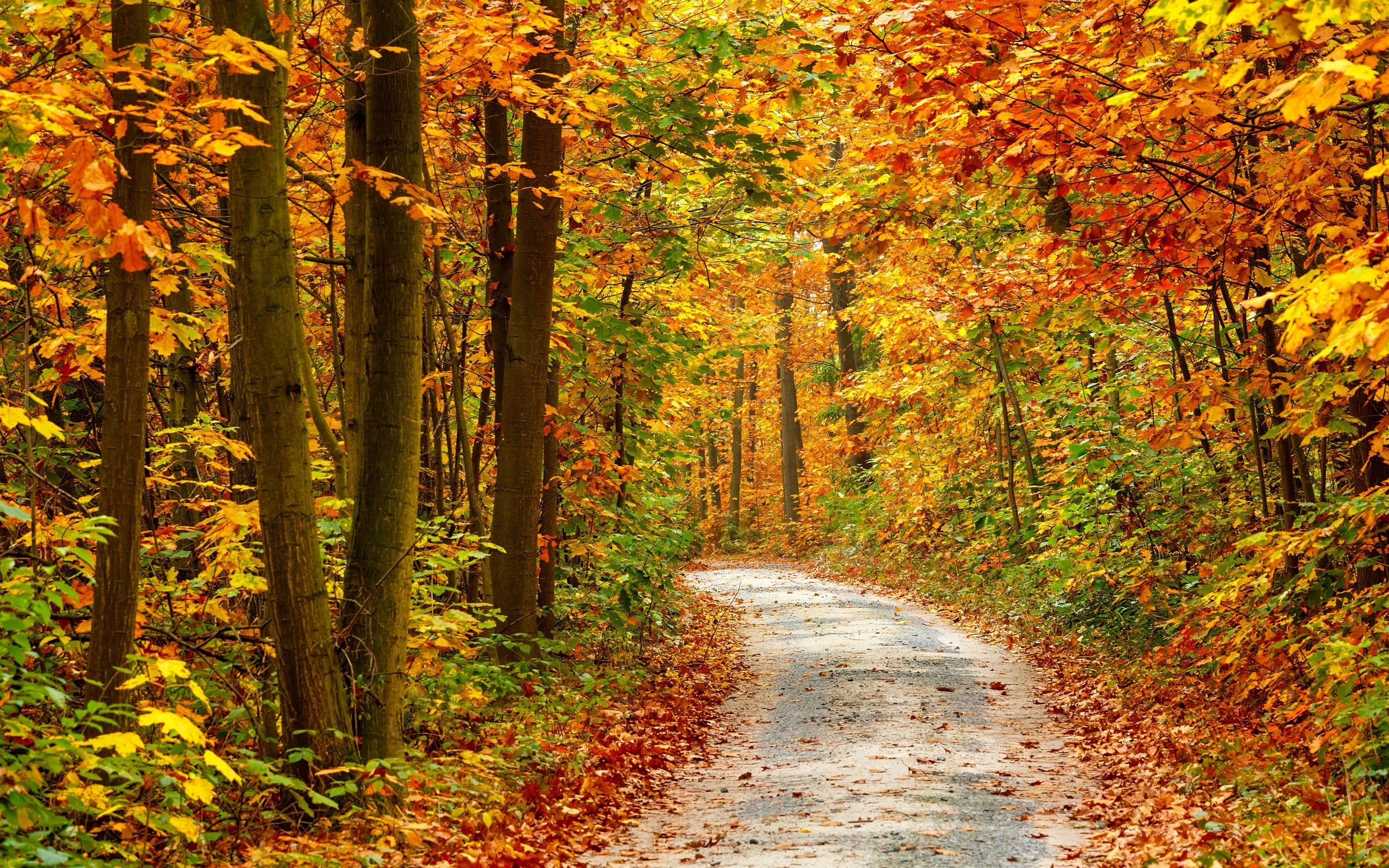 Autumn Forest Landscape Road HD Wallpaper
