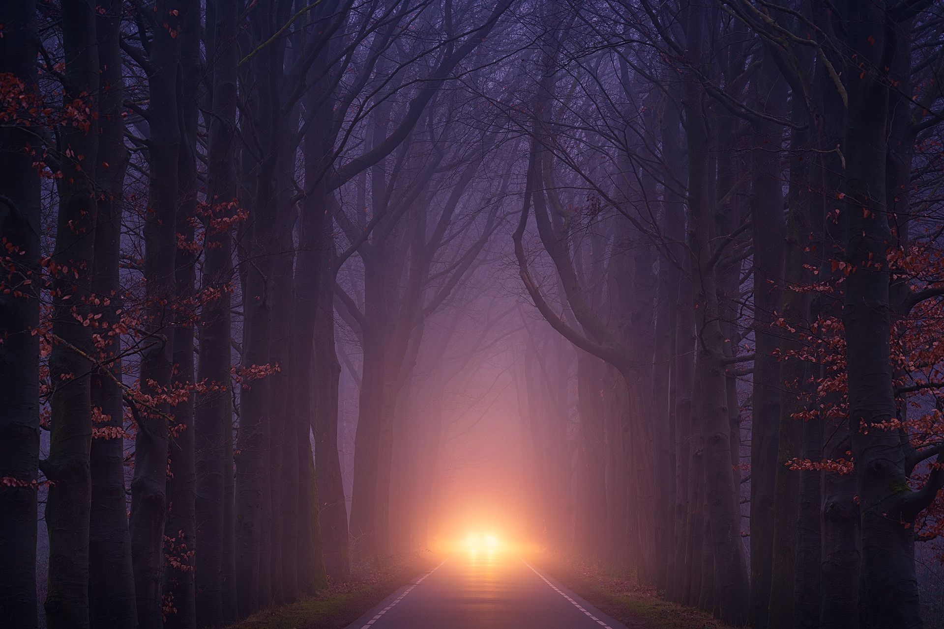 Car Light Road Autumn Trees Foggy Weather, HD Nature, 4k Wallpaper, Image, Background, Photo and Picture