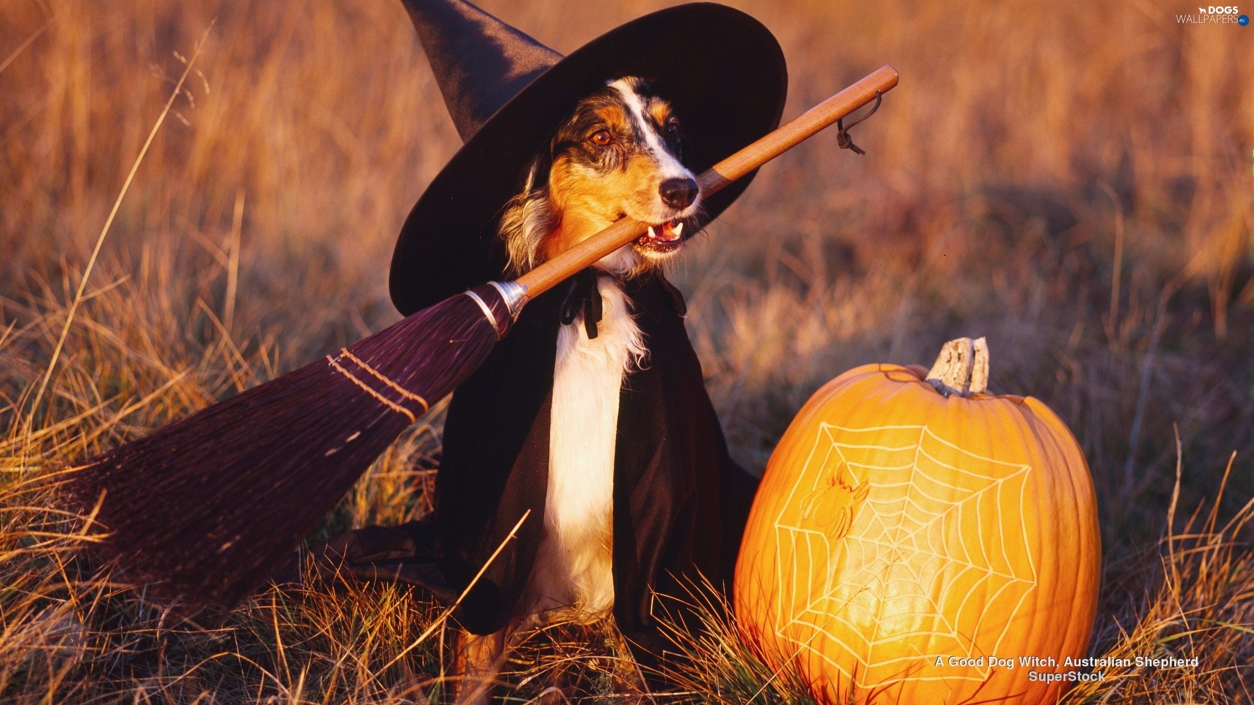 witch, halloween, dog wallpaper: 2560x1440