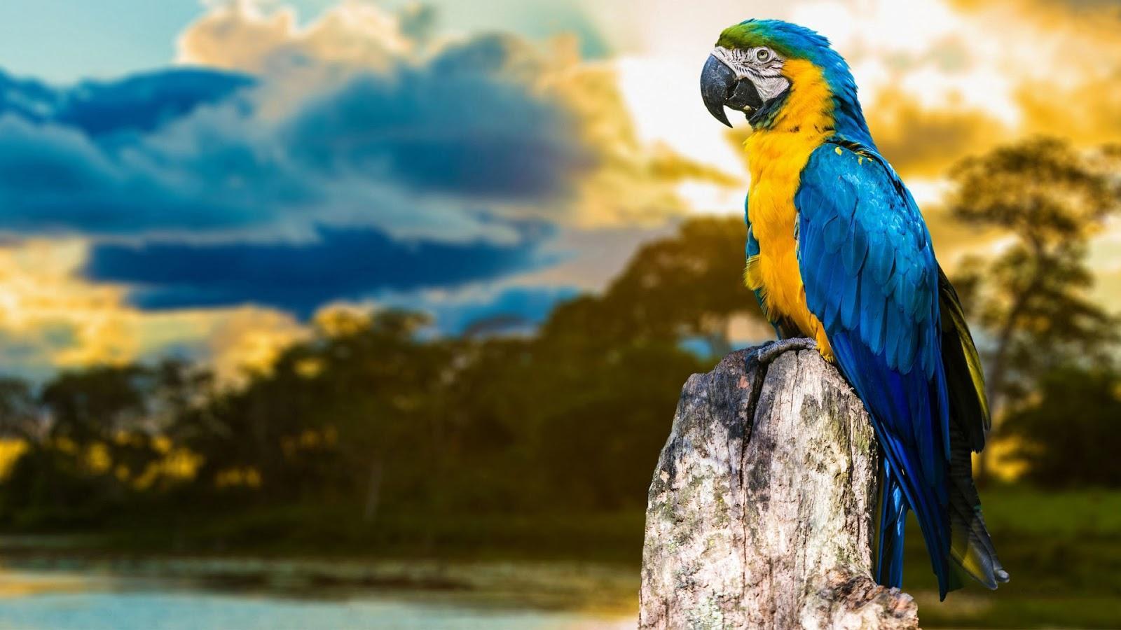Macaw Wallpaper. Macaw Wallpaper, Scarlet Macaw Wallpaper and Blue Macaw Wallpaper