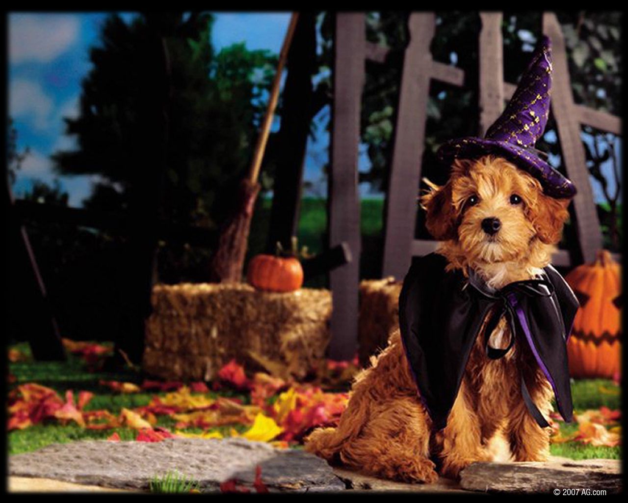 Beautiful Halloween Wallpaper for Desktop. Dog halloween, Dog halloween costumes, Halloween puppy