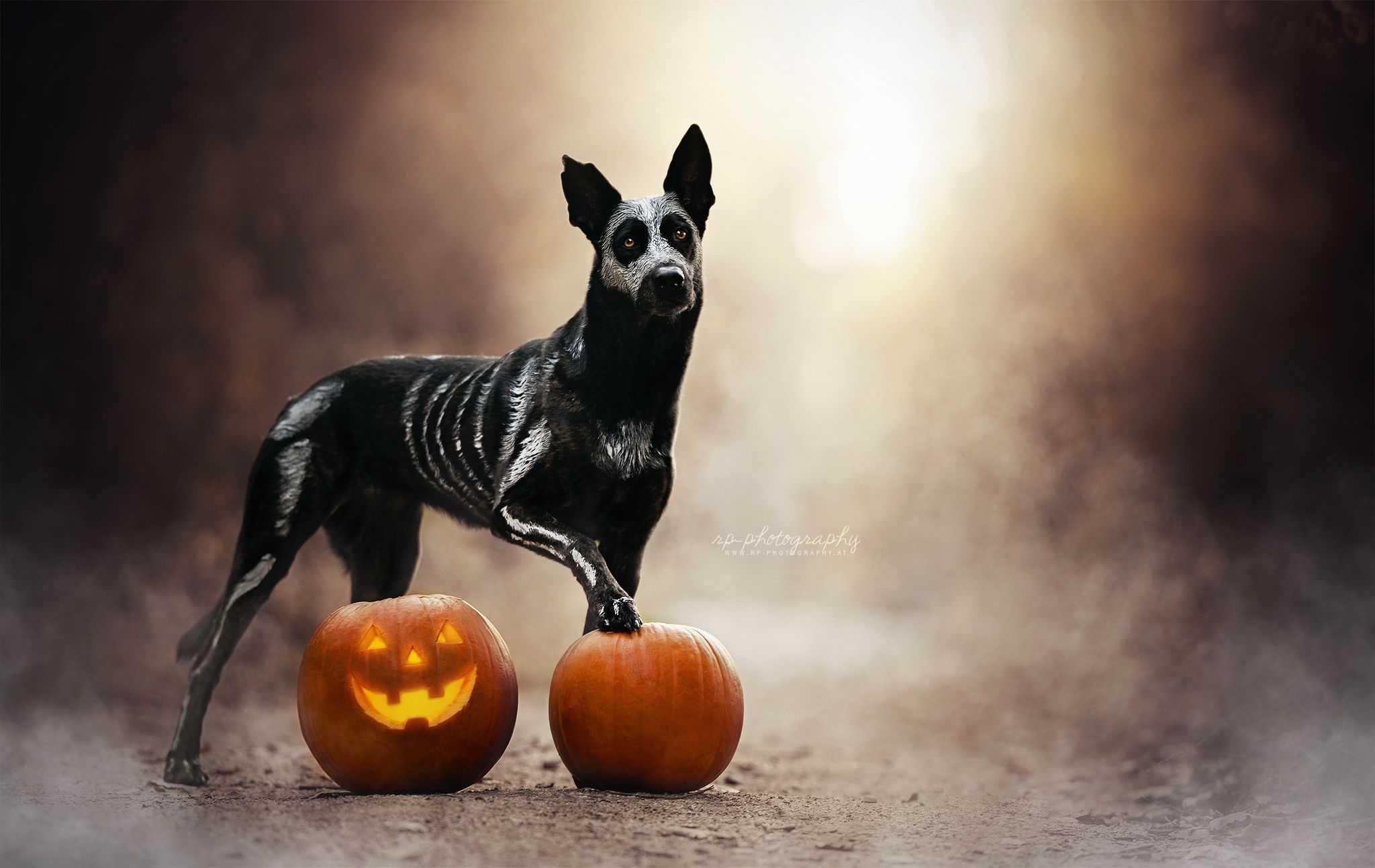 Dogs And Halloween Wallpapers - Wallpaper Cave