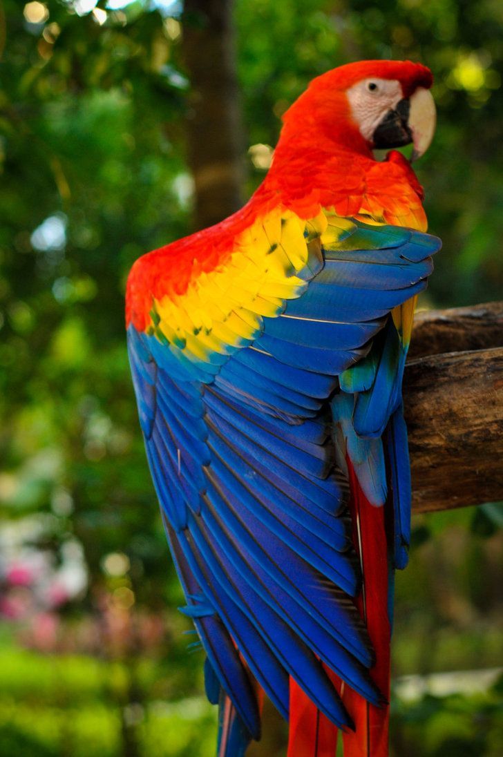 Wallpaper Animals Scarlet Macaw Parrot .com