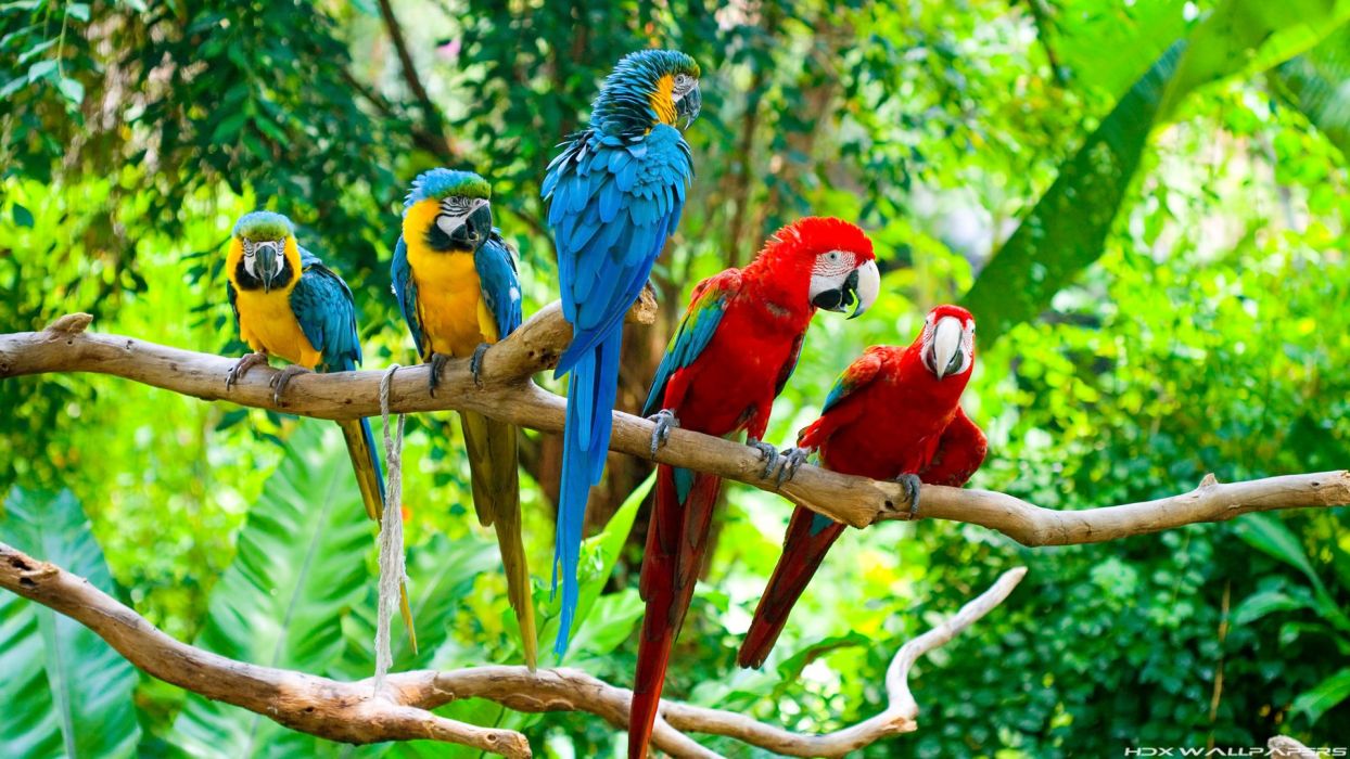 Macaw parrot bird tropical (59) wallpaperx1080