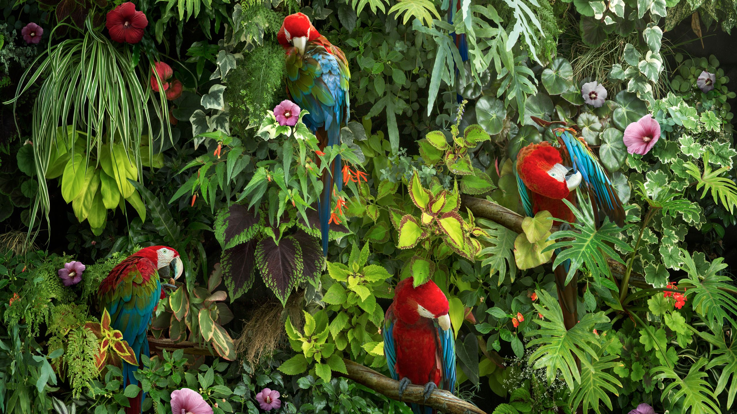 Macaws Wallpaper