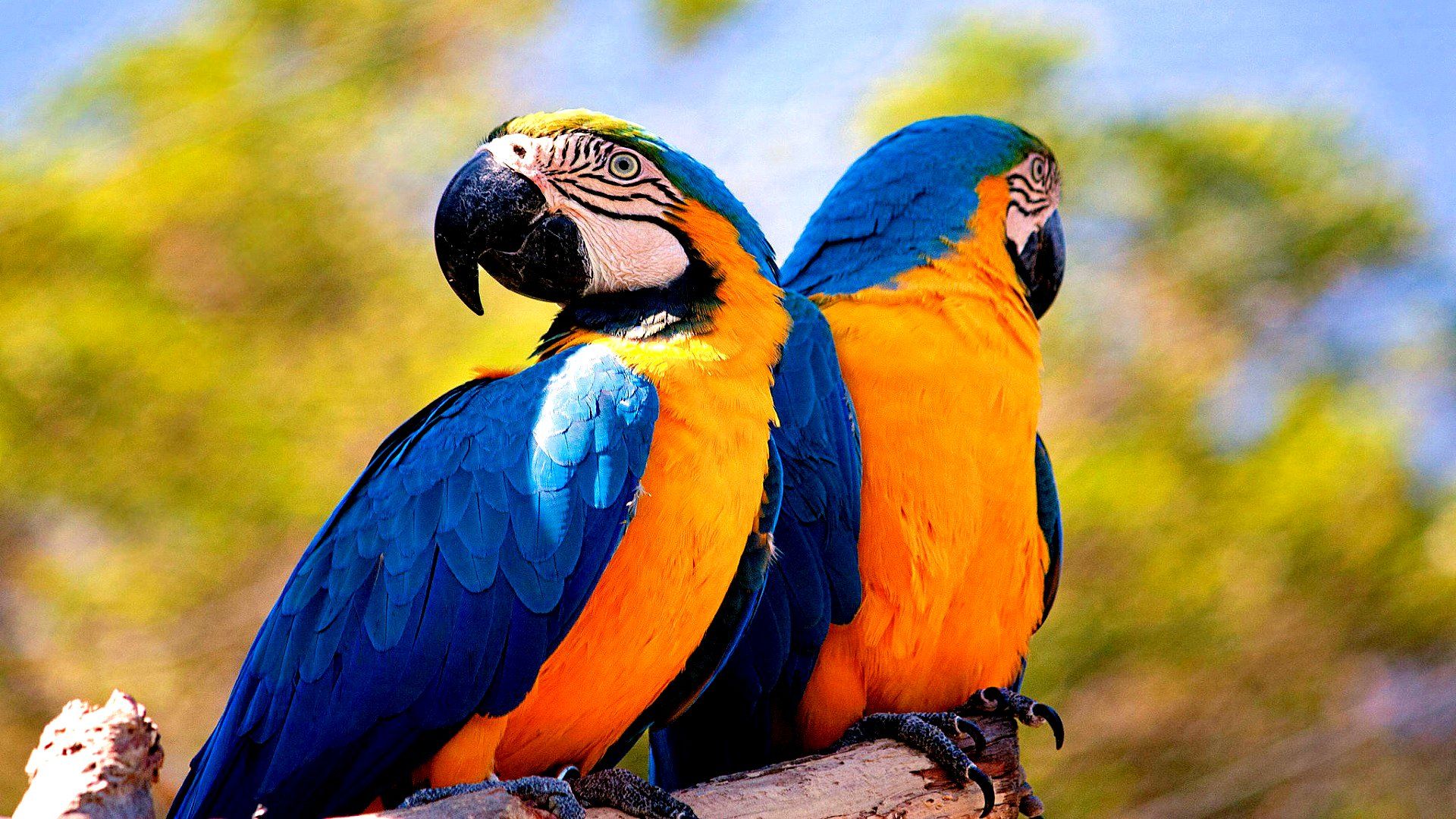 Title Animal Blue And Yellow Macaw Birds Parrots HD HD Wallpaper