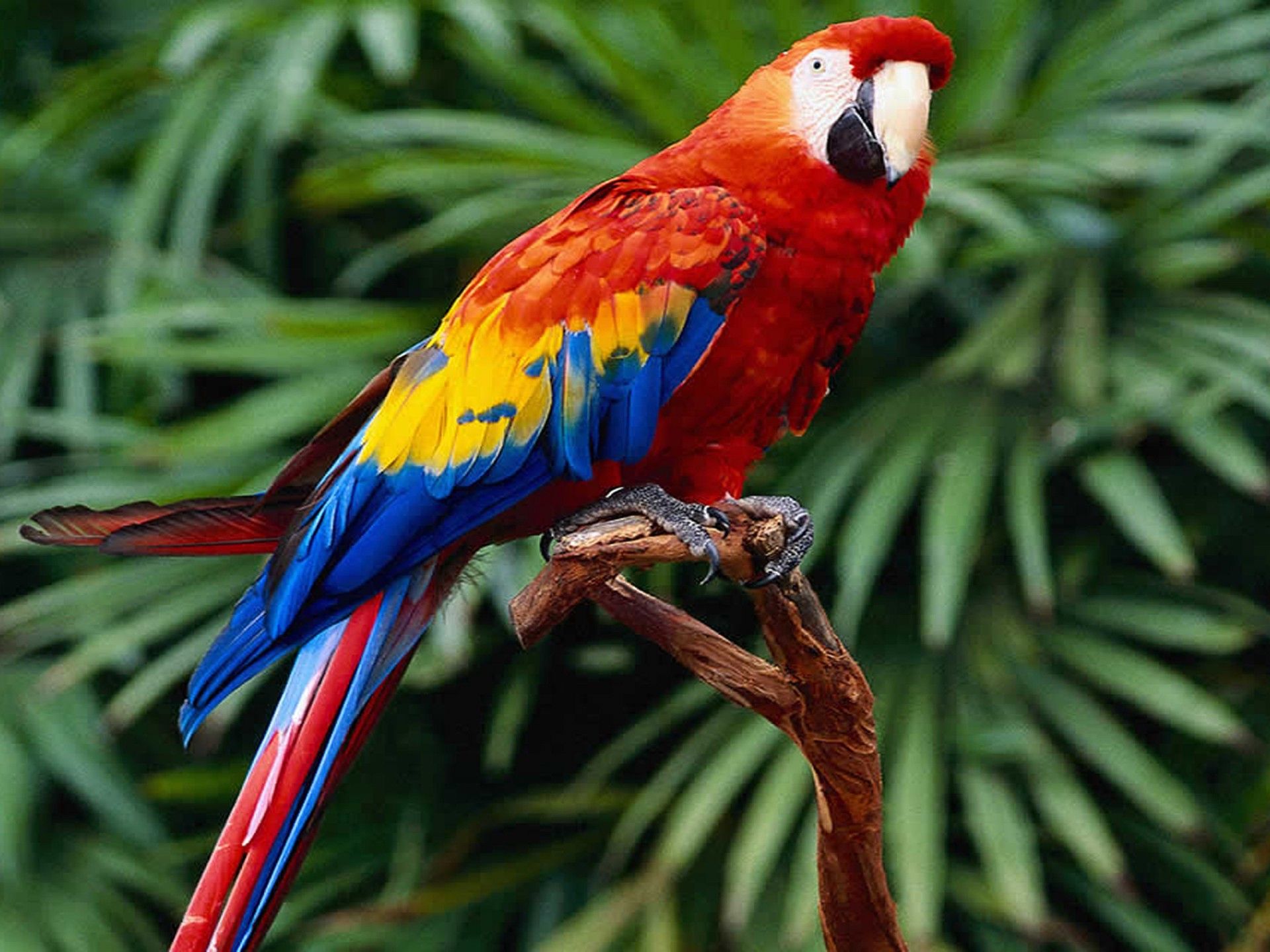 Download Wallpaper Scarlet Macaws Widescreen 3840x2400, Wallpaper13.com