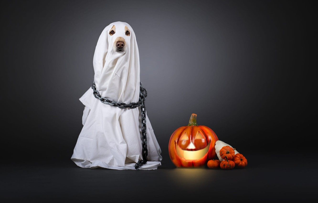 Wallpaper dog, chain, costume, pumpkin, white, sheet, grey background, Cape, Halloween, Ghost image for desktop, section собаки