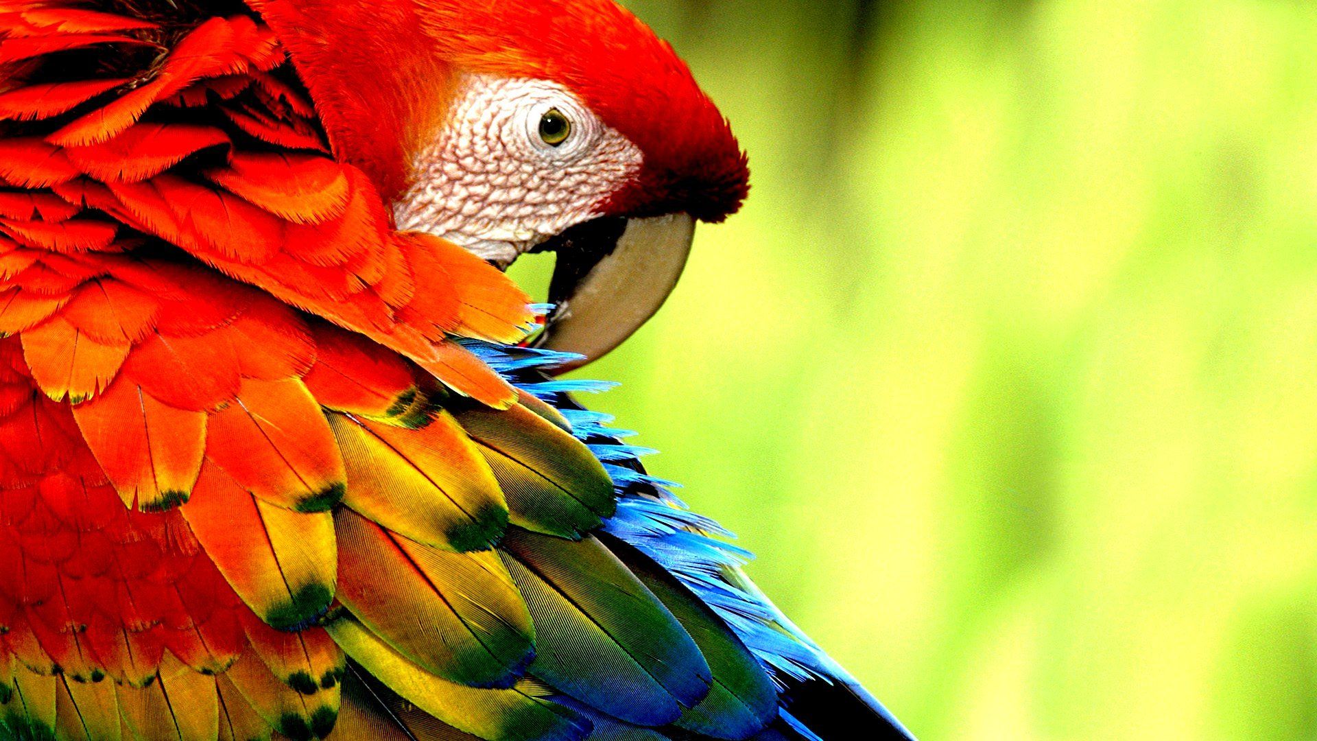 Macaw Parrot Bird Tropical Wallpaper Bird HD Wallpaper
