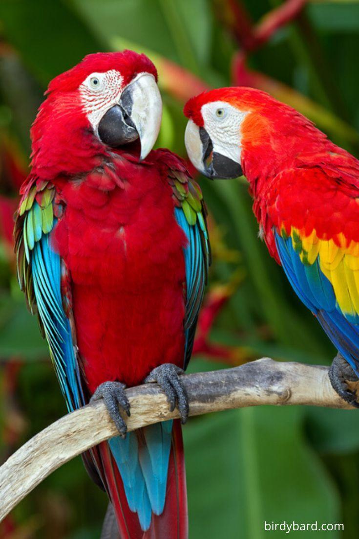 Parrot iPhone, parrot os mobile HD phone wallpaper | Pxfuel