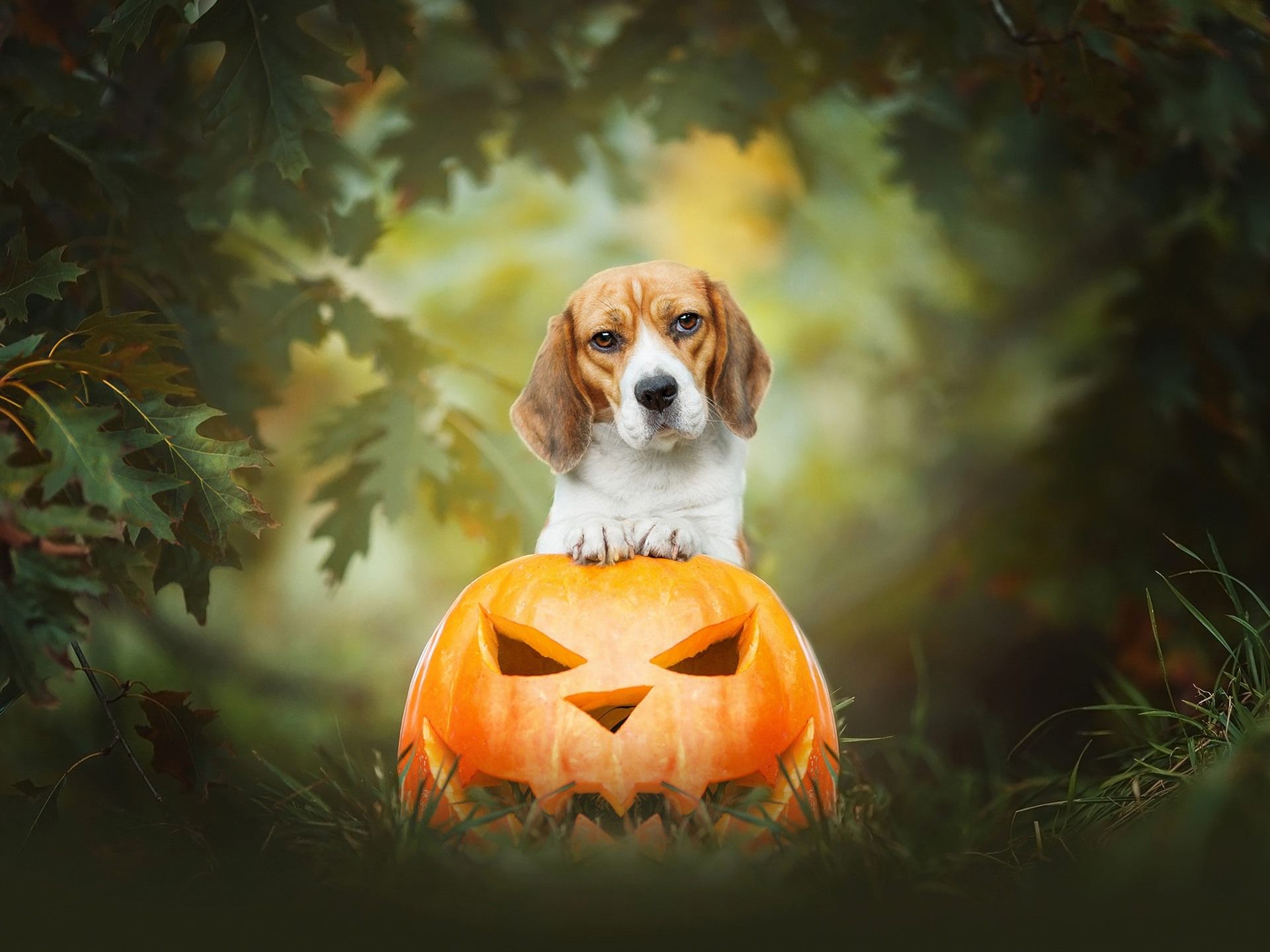 Wallpaper Dog and pumpkin lantern, Halloween 1920x1440 HD Picture, Image