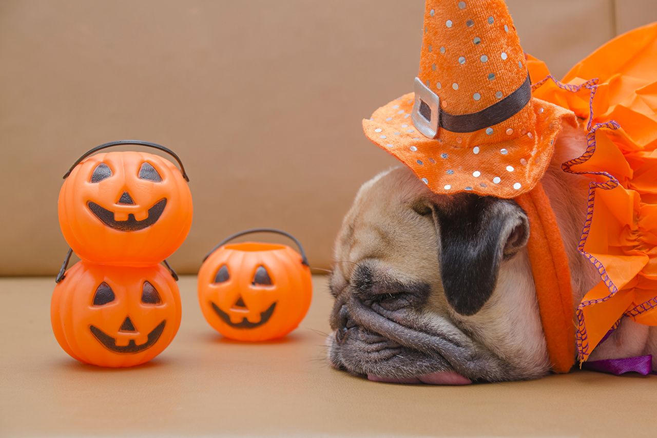 Picture Pug Dogs Sleep Pumpkin Halloween Snout animal