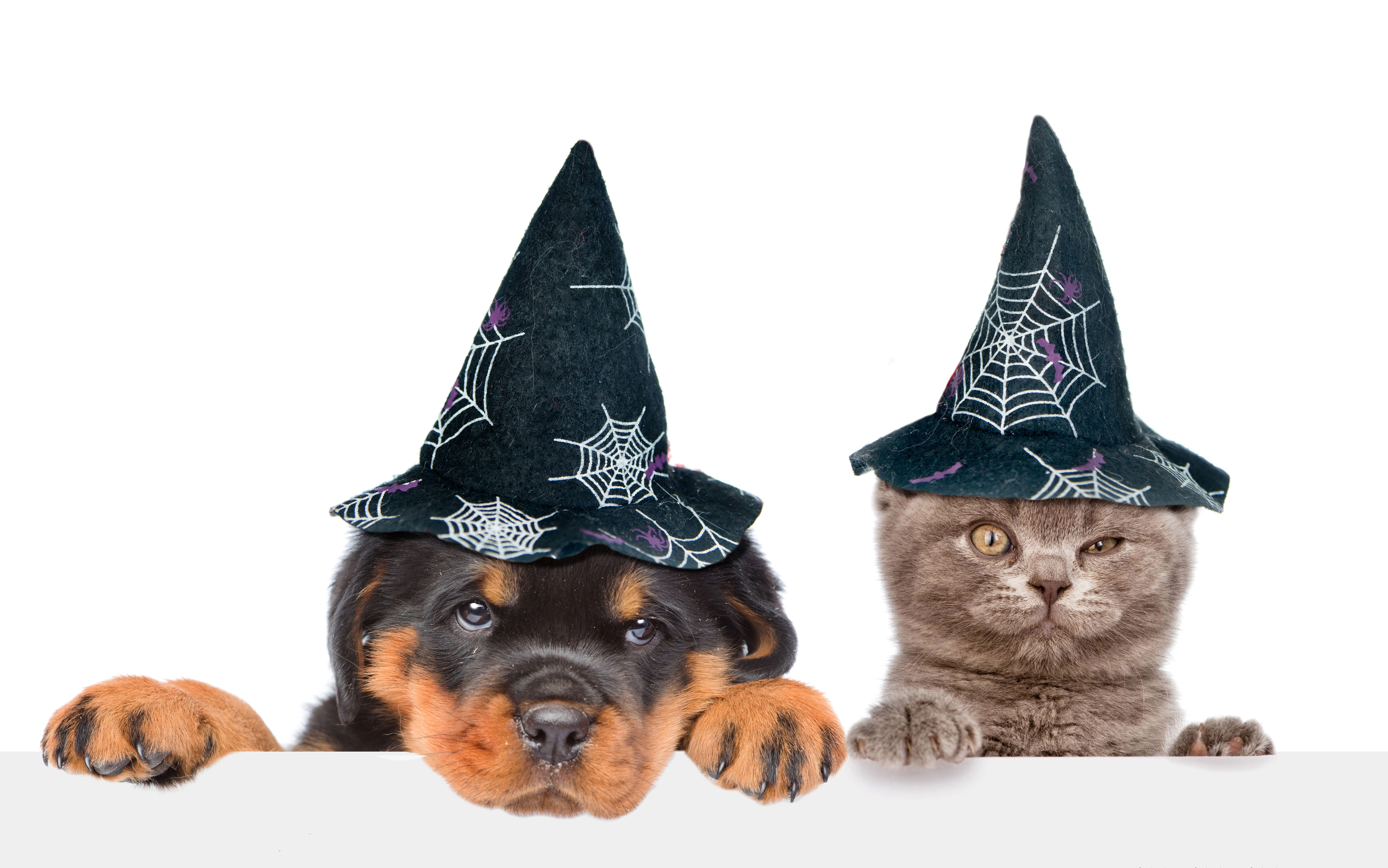 Puppy and kitten in halloween caps Desktop wallpaper 1152x864