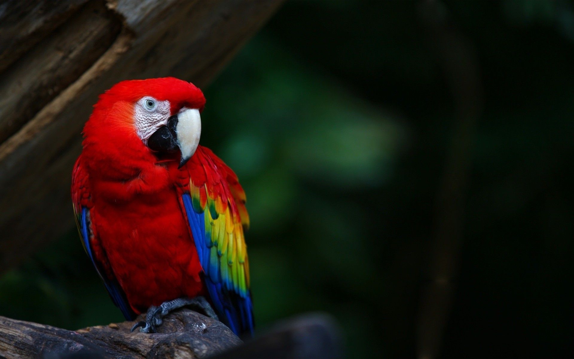 Animals, Wildlife, Nature, Birds, Macaws, Parrot Wallpaper Parrot Wallpaper HD HD Wallpaper
