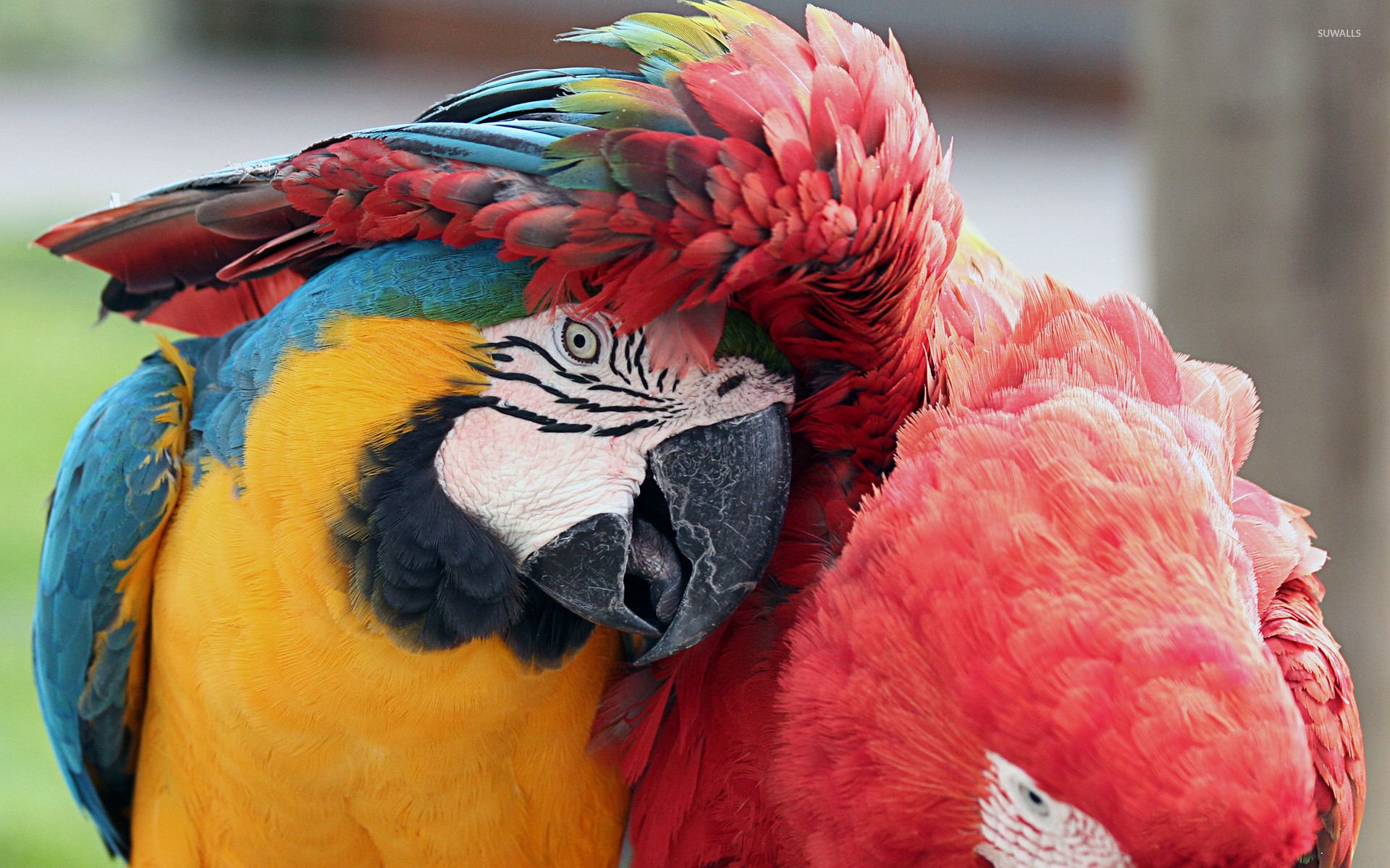 4k Wallpaper Macaw Parrots