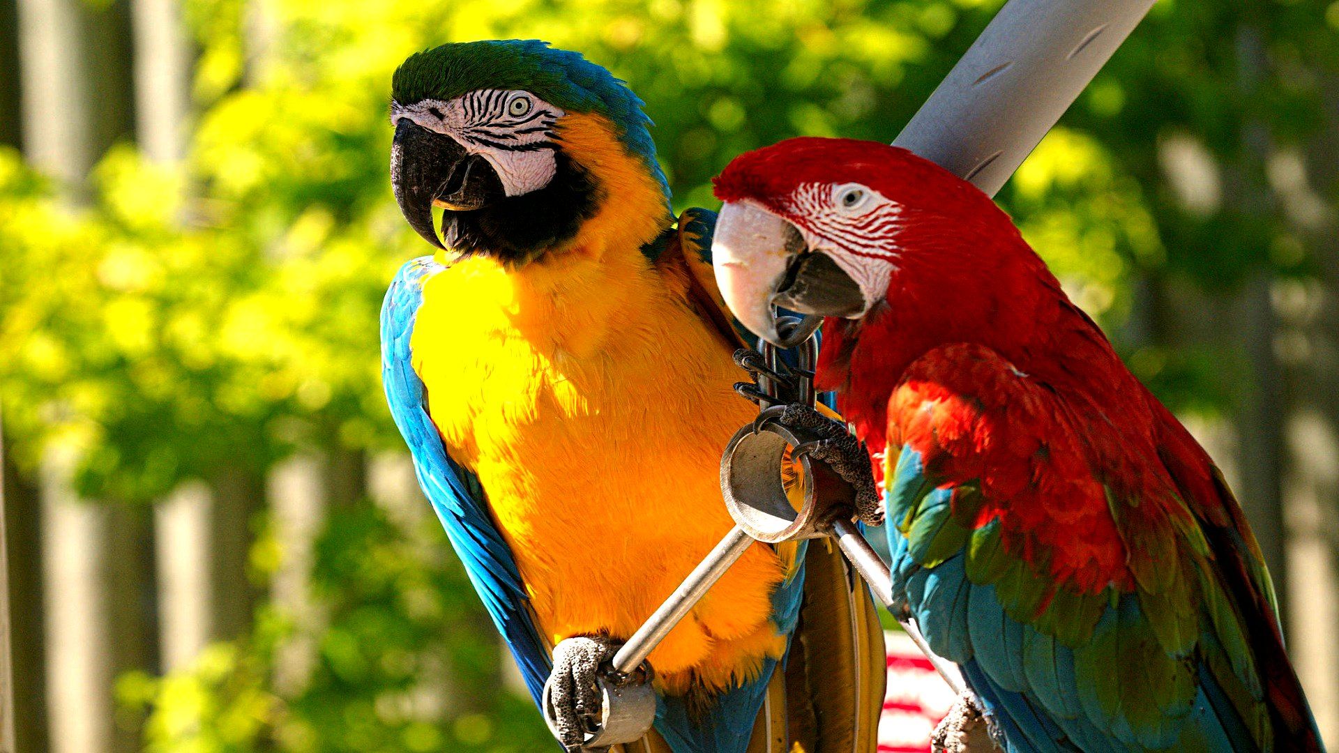 Title Animal Macaw Birds Parrots Wallpaper Wallpaper 1080p Macaw Birds HD Wallpaper