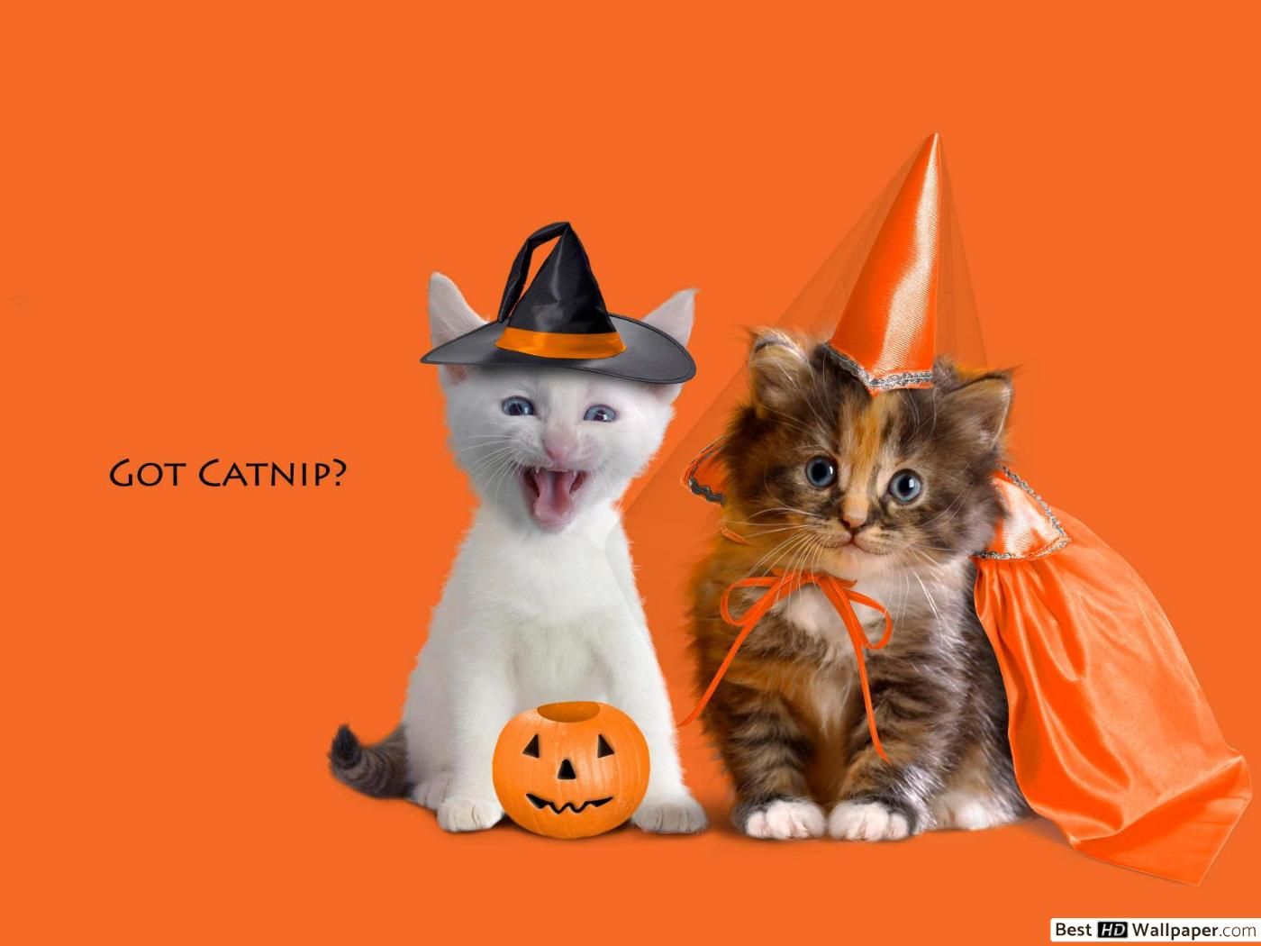 Happy kitty halloween HD wallpaper download