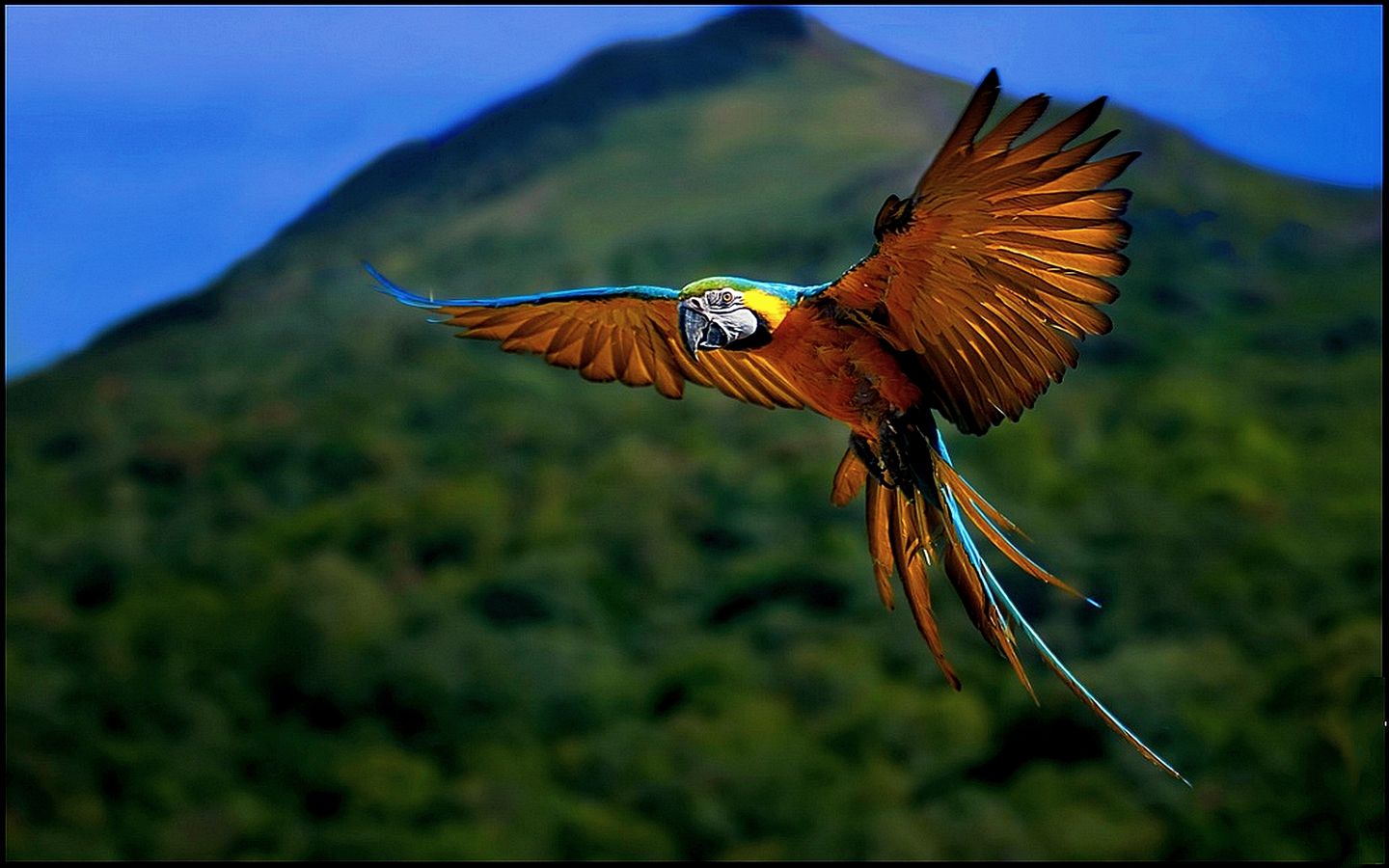 Macaw Wallpaper