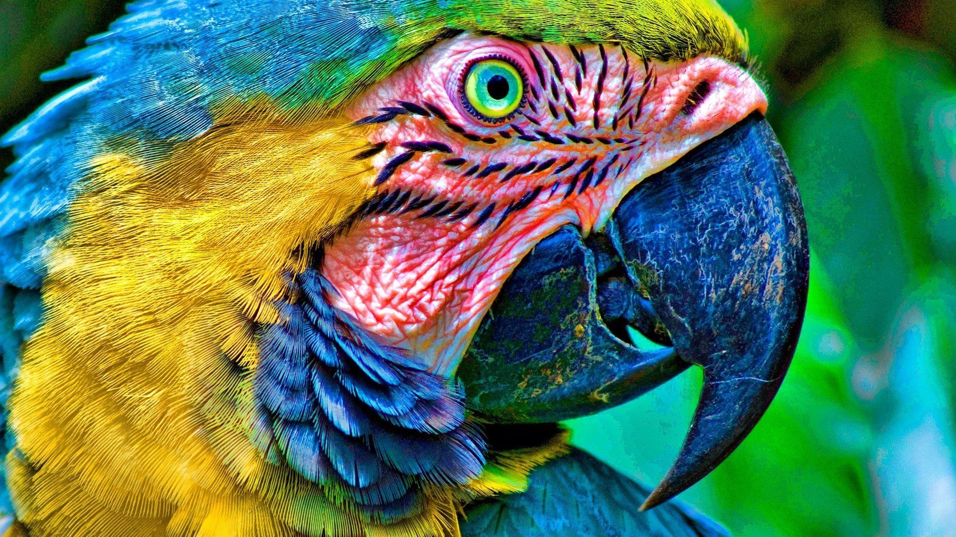 Birds Parrots Macaw Blue And Yellow Macaws Wallpaperx1080