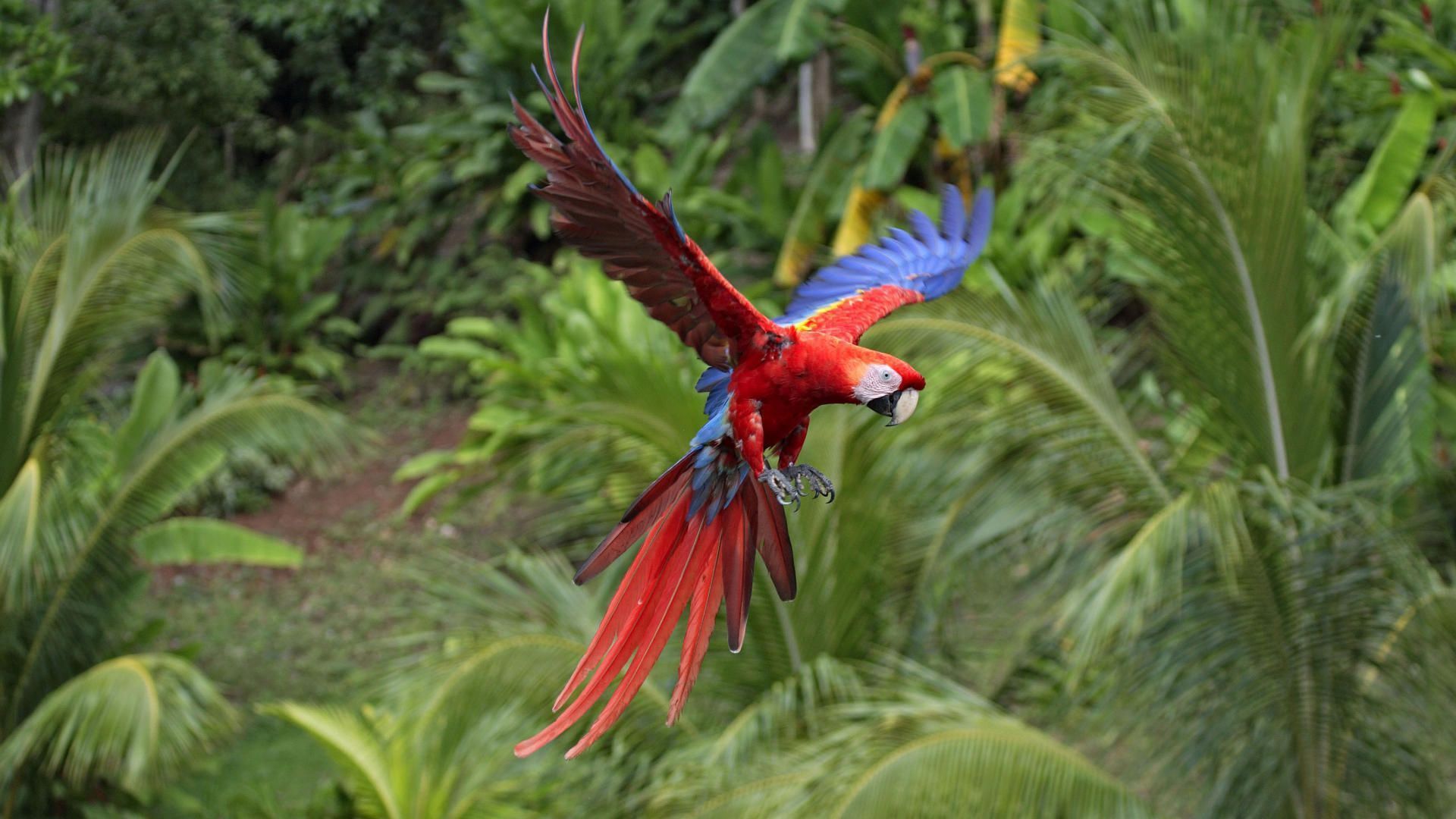 Animals: Scarlet Macaw In Flight, desktop wallpaper nr. 40648