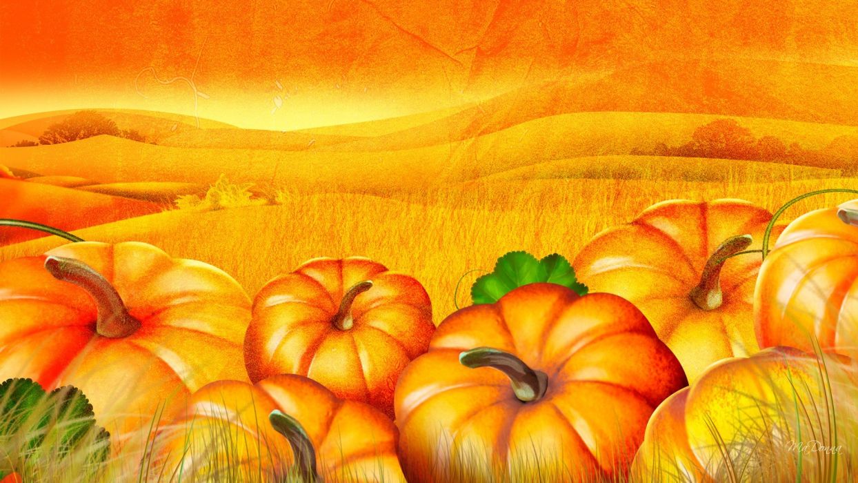 Pumpkin patch halloween autumn wallpaperx1080