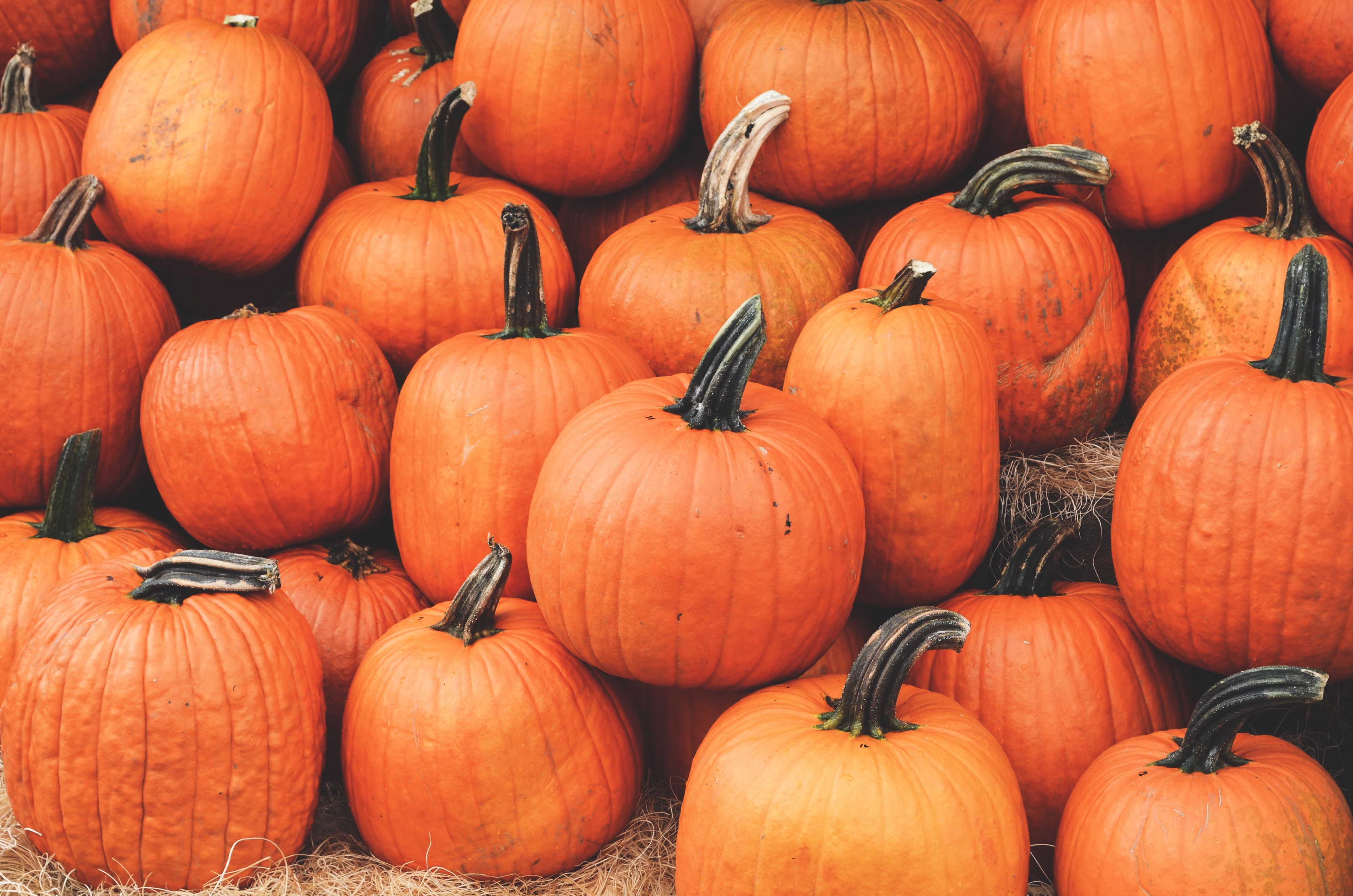 Wallpaper Pumpkin, Harvest, Autumn, Ripe, October Wallpaper Laptop, Download Wallpaper