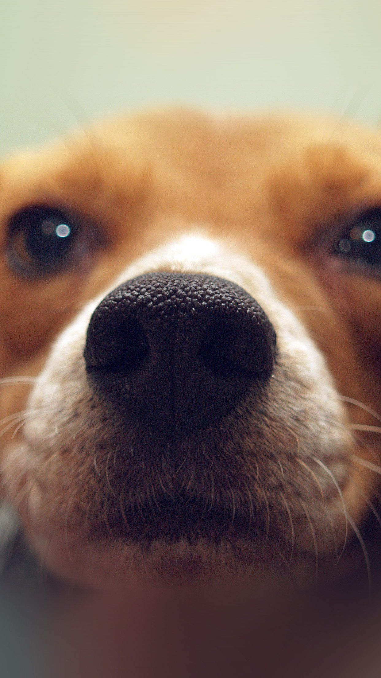 Cute Puppy Dog Nose iPhone HD Wallpaper HD