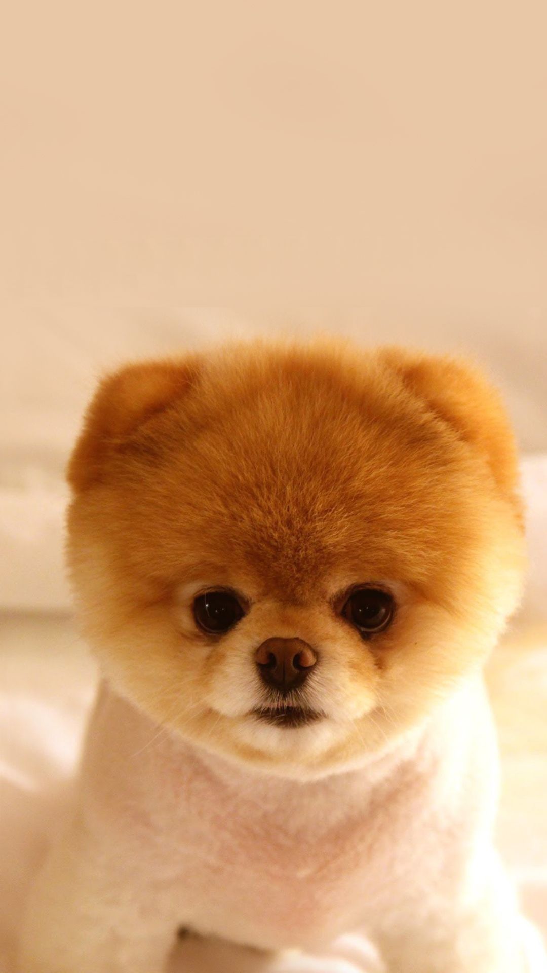 Cutest Puppy Dog iPhone Background