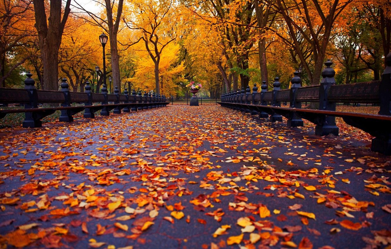 Wallpapers autumn, leaves, trees, bench, nature, Park, New York, alley, trees, nature, park, New York City, autumn, view, leaves, walk image for desktop, section природа