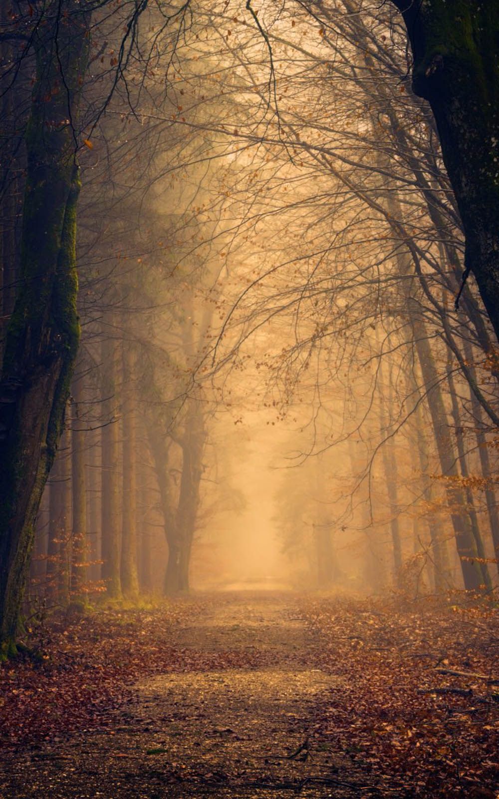 Foggy Autumn Mornings Wallpapers - Wallpaper Cave
