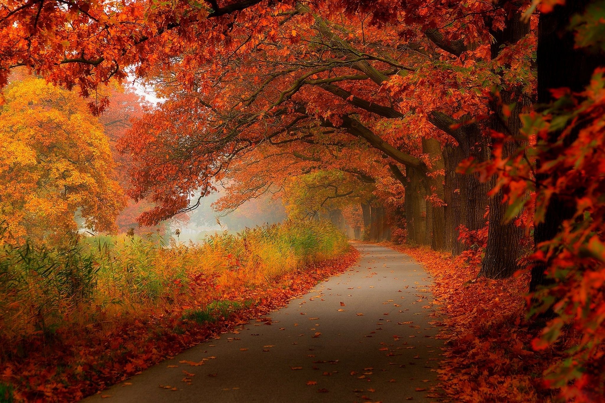 Autumn leaves walk nature forest leaves hdr trees park wallpaperx1366