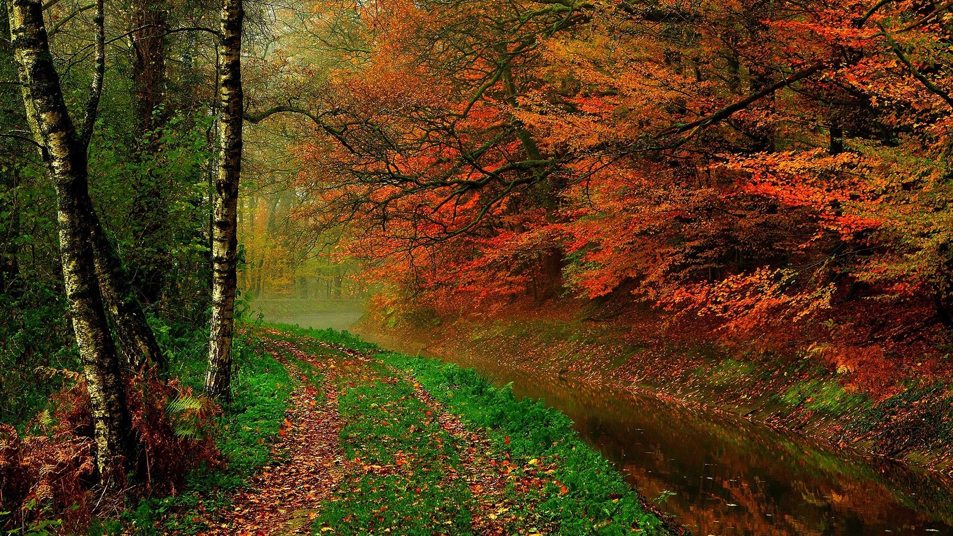 Wallpaper Autumn leaves, trees, forest, autumn, walk path, river 1920x1200 HD Picture, Image