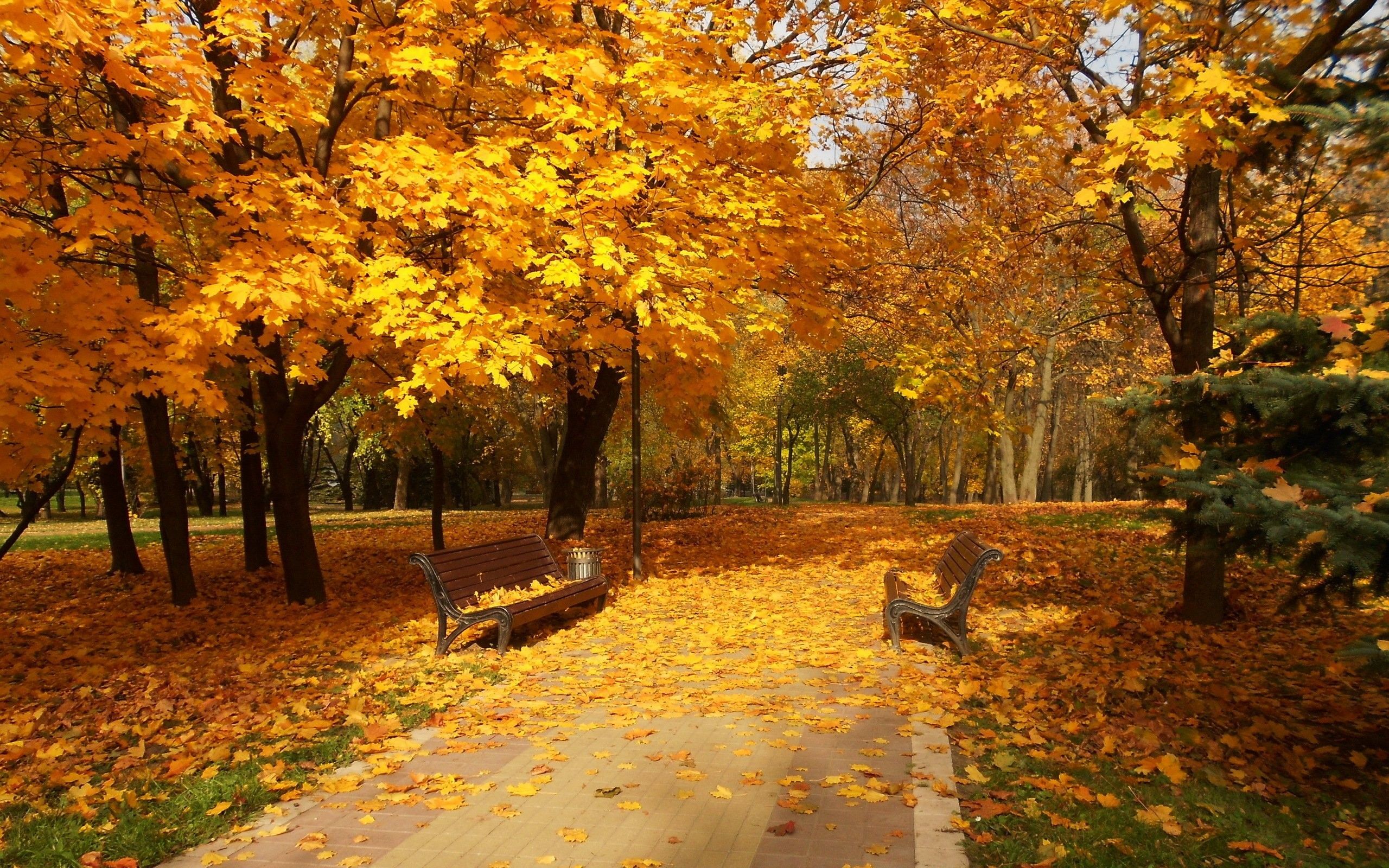 Walk, Fall, Forest, Nature Wallpaper, Road, Leaves, path, Autumn, Colors, Colorful, HD Wallpaper, Nature, Splendor, Natural Trees, Park, Aut