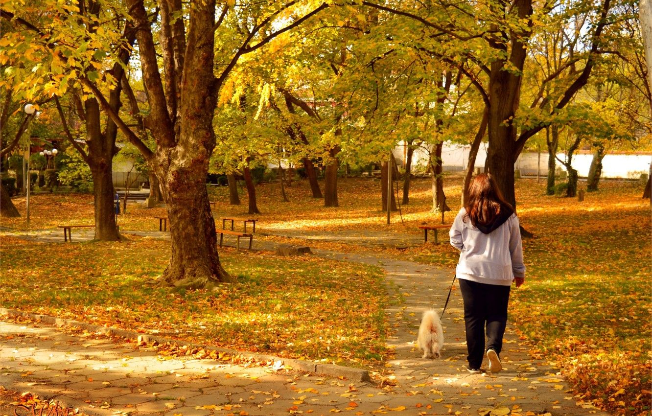 Wallpaper Autumn, Dog, Park, Fall, Park, Autumn, Walk image for desktop, section природа