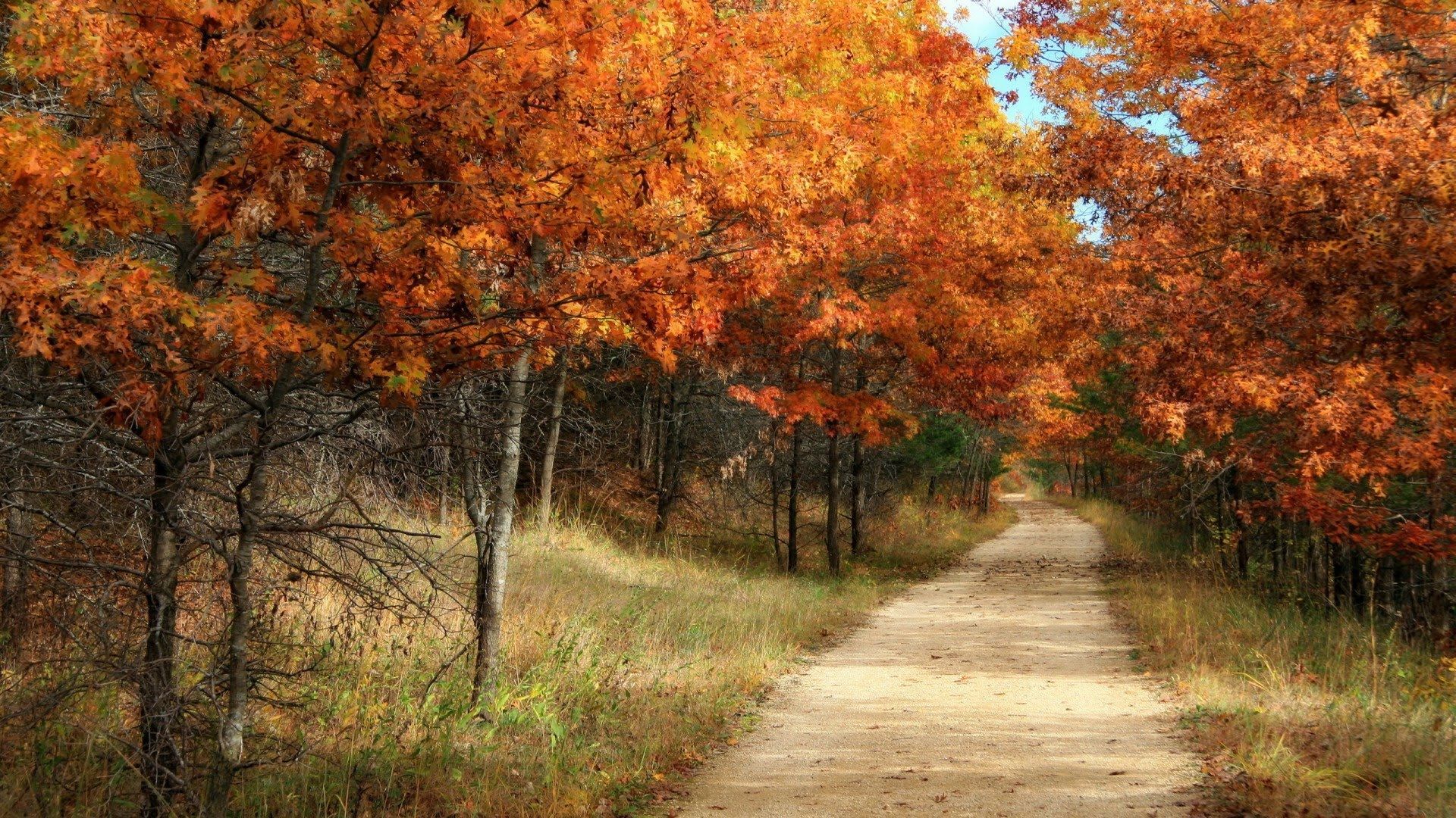 Let's Take A Walk. Landscape wallpaper, Autumn trees, Grass wallpaper