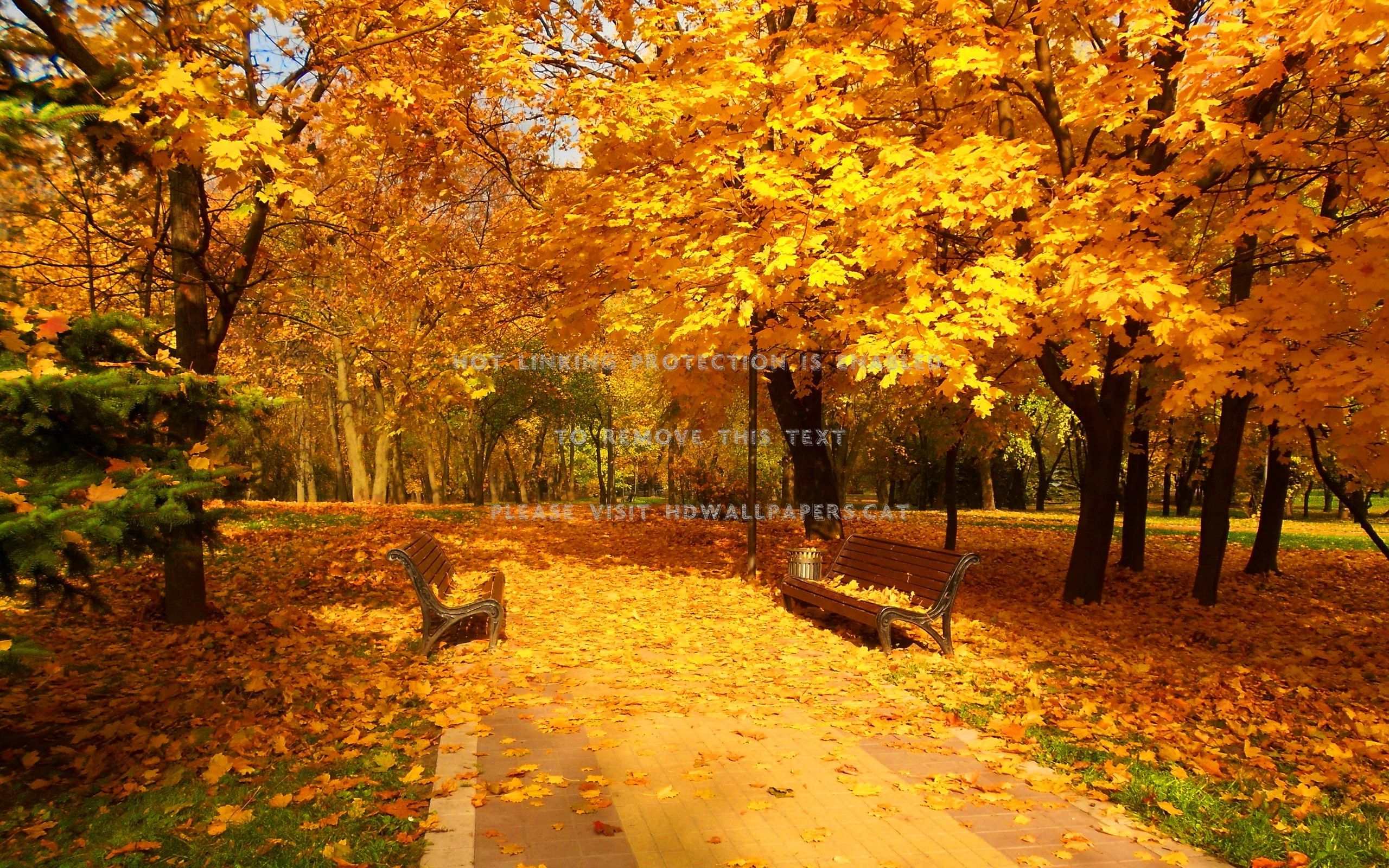 carpet of leaves beautiful autumn walk park