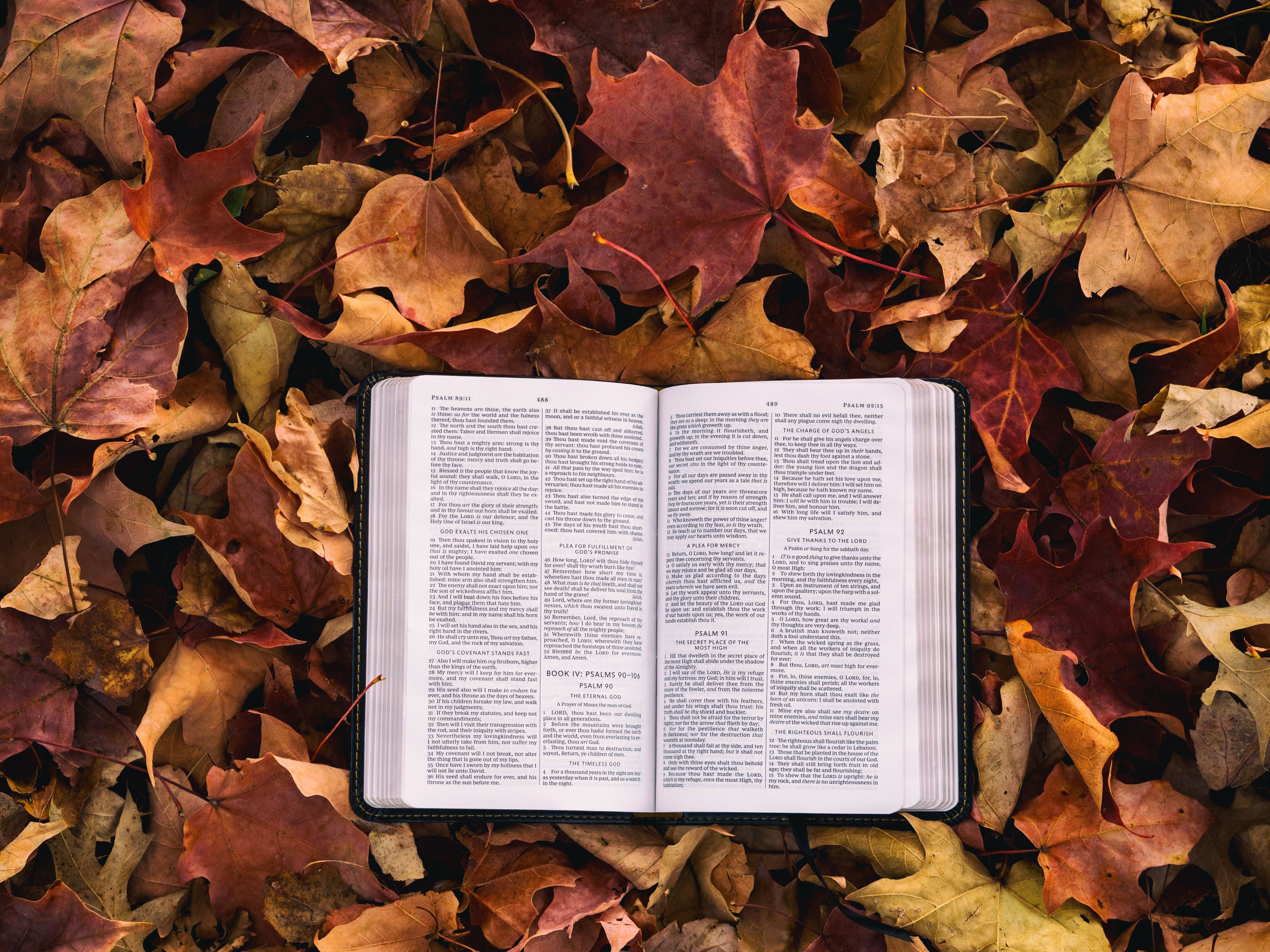 4608x3456 #pages, #leaf, #bible, #Creative Commons image, #fall, # autumn, #words, #leaves, #read, #red, #book, #leafe, #brown, #text. Mocah.org HD Wallpaper