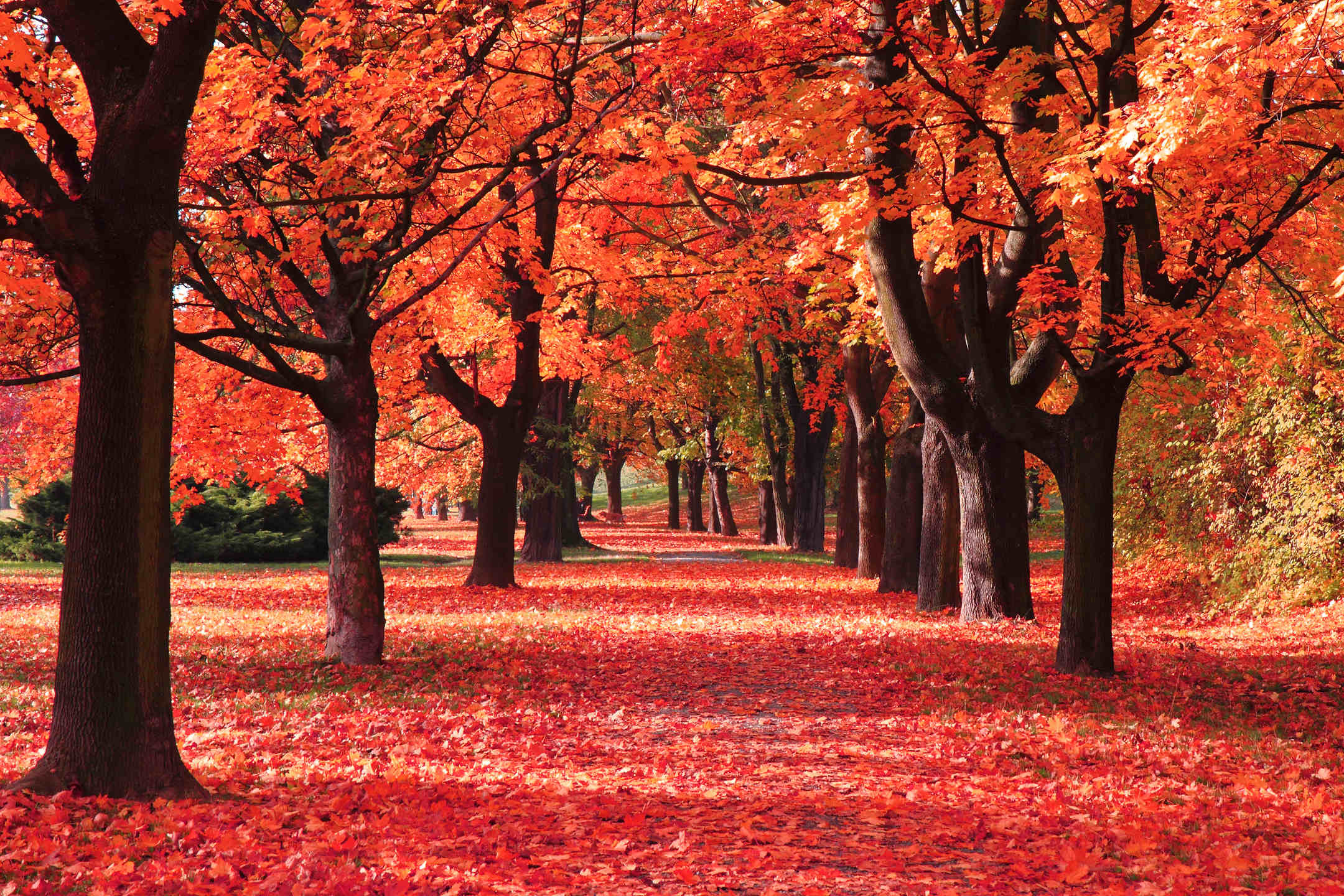 Autumn Leaves HD Wallpaper New Tab Theme