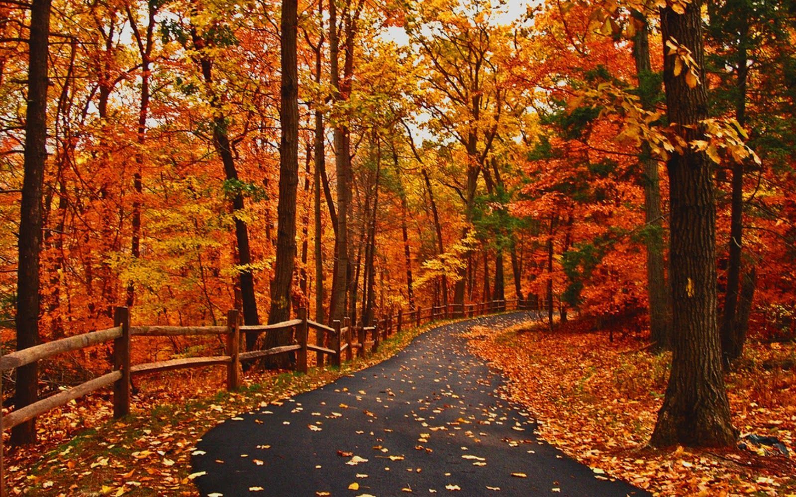 Fall Road Wallpaper Free Fall Road Background