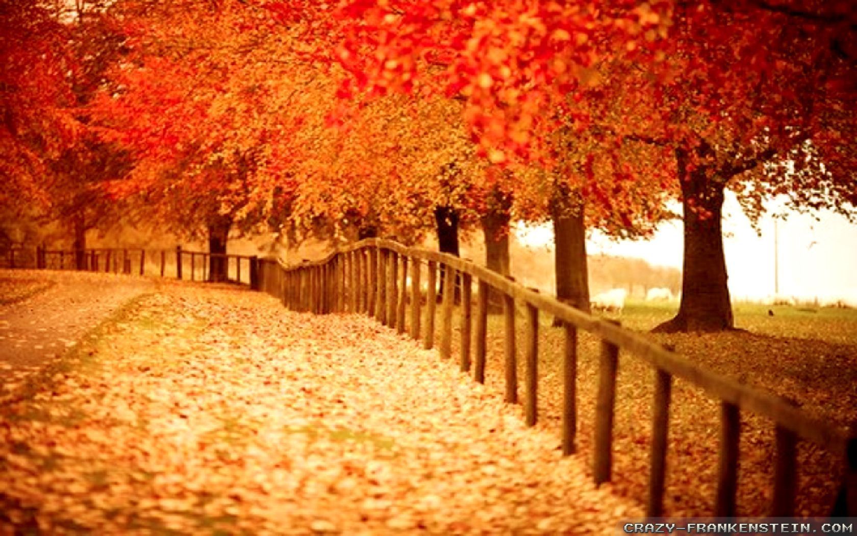 Autumn Road Picture Wallpaper HD