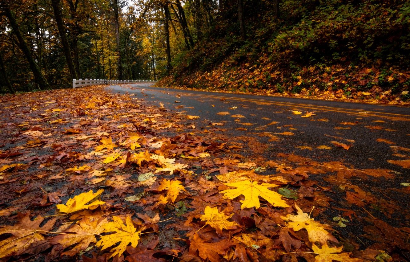 Wallpaper road, autumn, leaves image for desktop, section природа