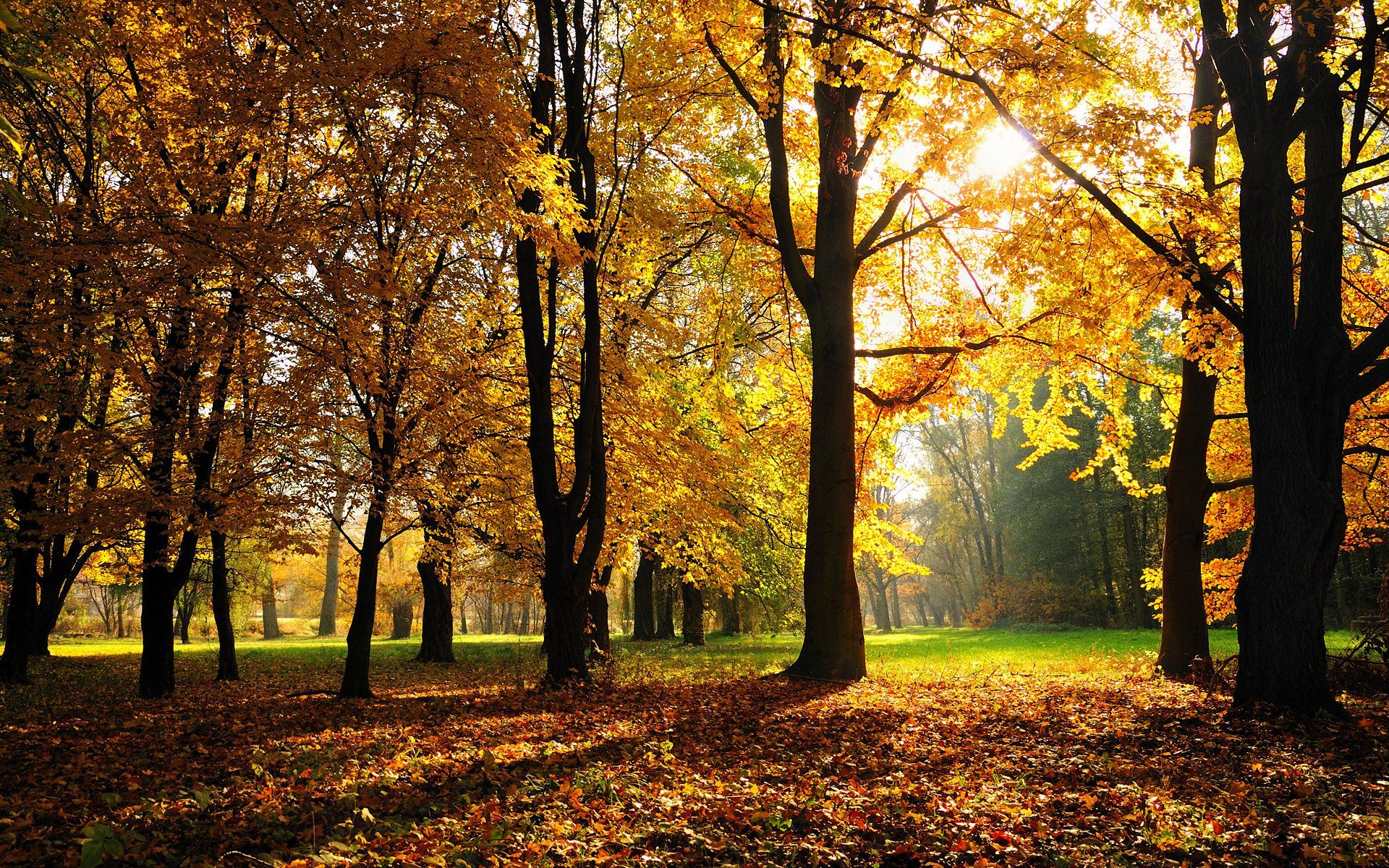 Best Autumn Wallpaper image. autumn, nature, autumn leaves