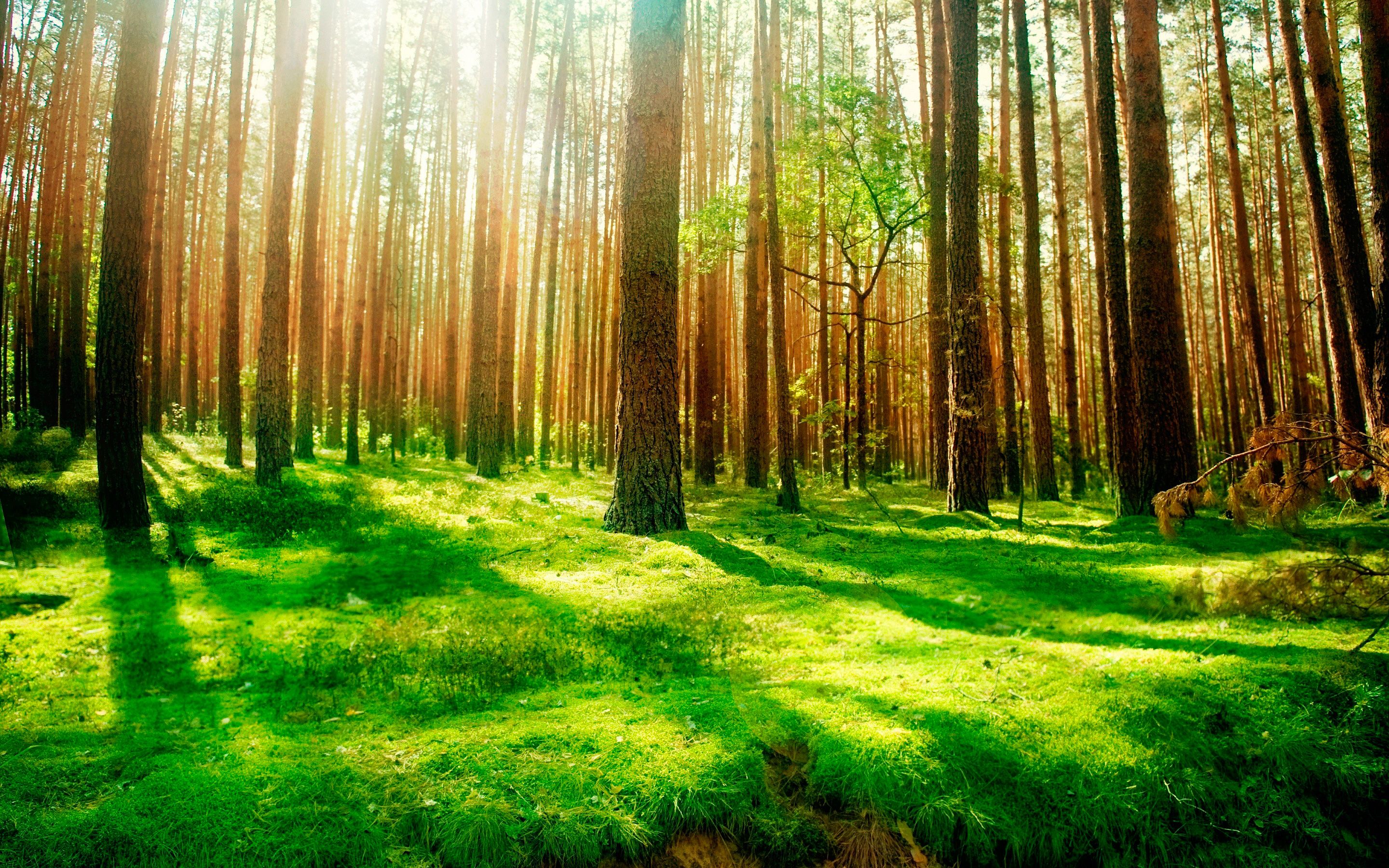 Daily Wallpaper: Forest Scenery. I Like To Waste My Time
