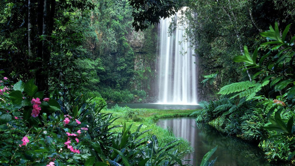 Forest waterfall diversity plant power life clear sunny day wallpaperx1080