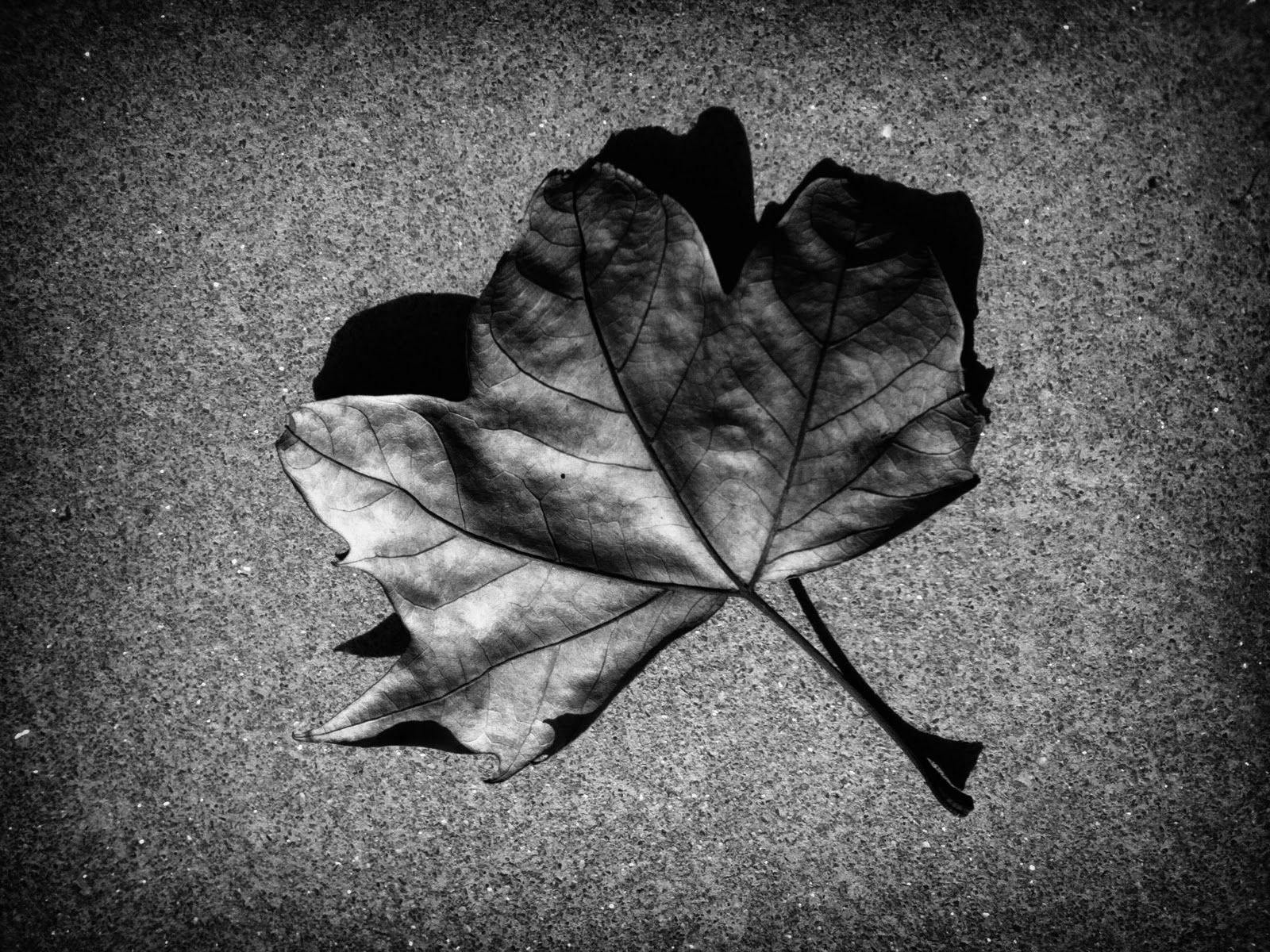 Autumn Leaf Black and White, High Definition, High Quality, Widescreen